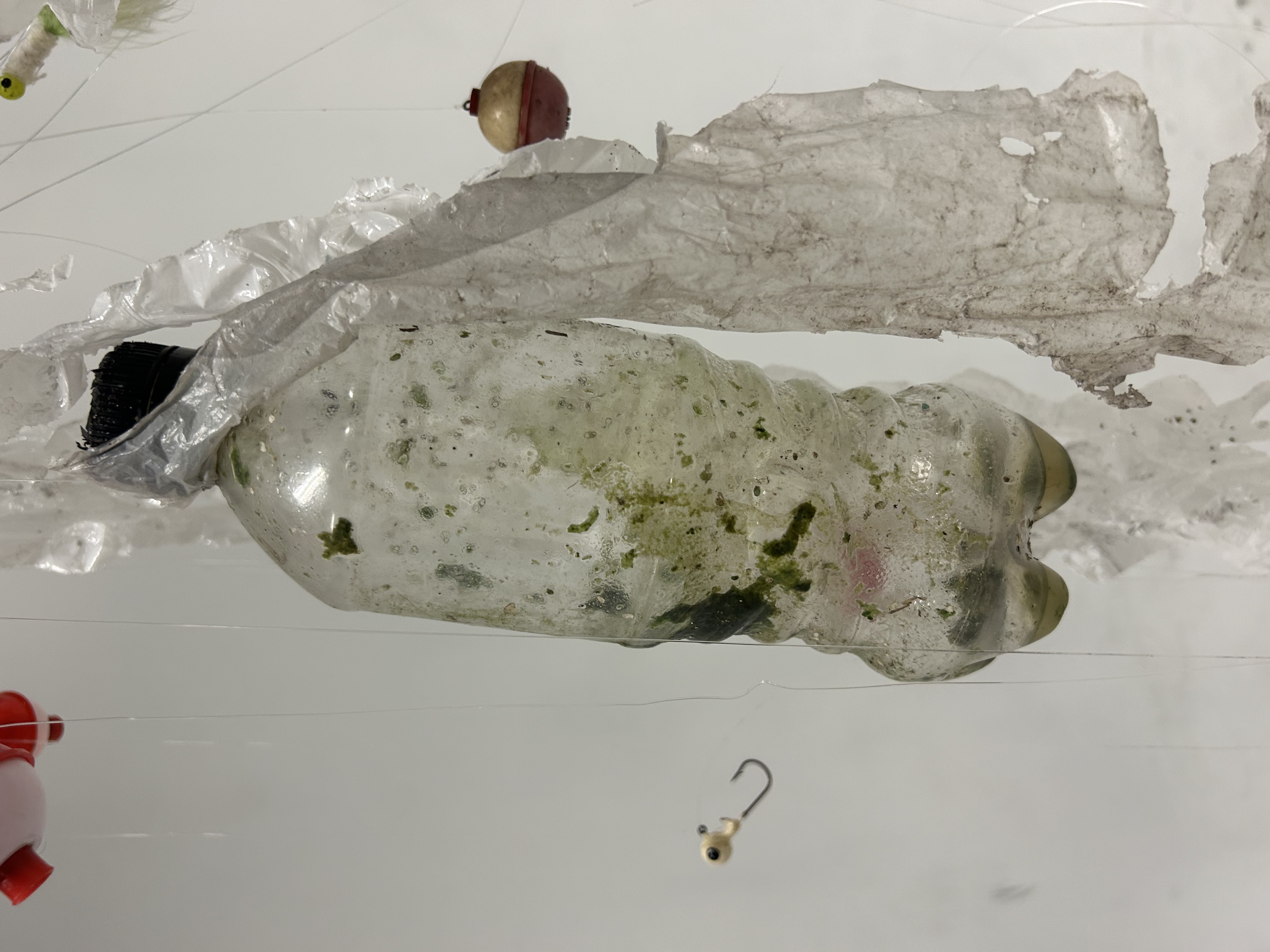 Cyanea tendiculae, Close Up of Tentacles and Oral Arms