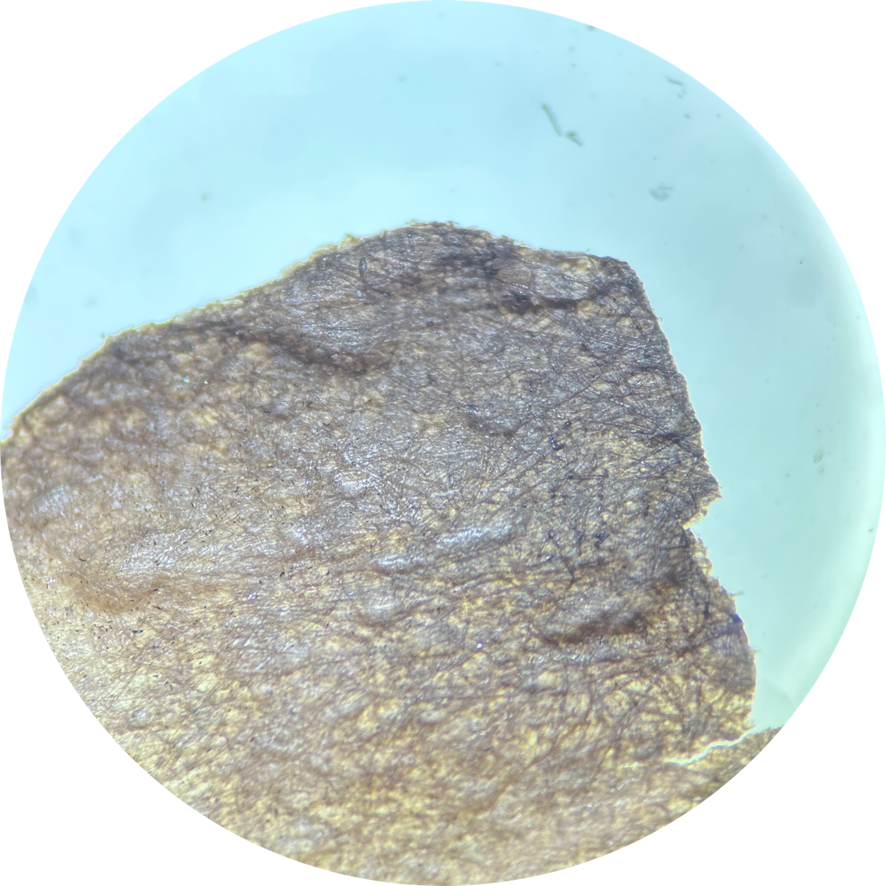 Fumage on Newsprint at 20x Magnification