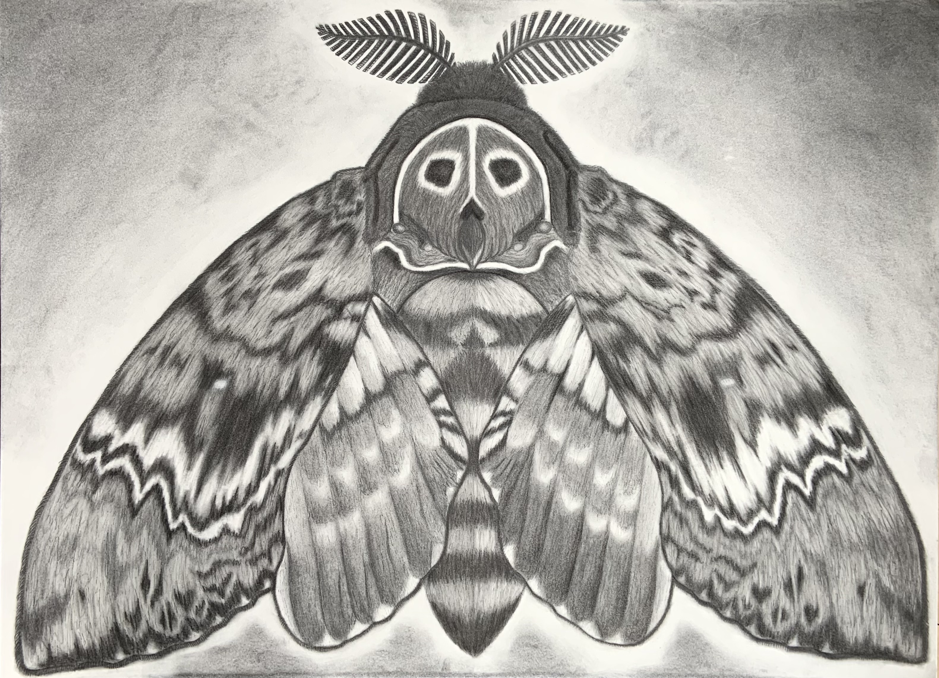 Death's Head Hawkmoth