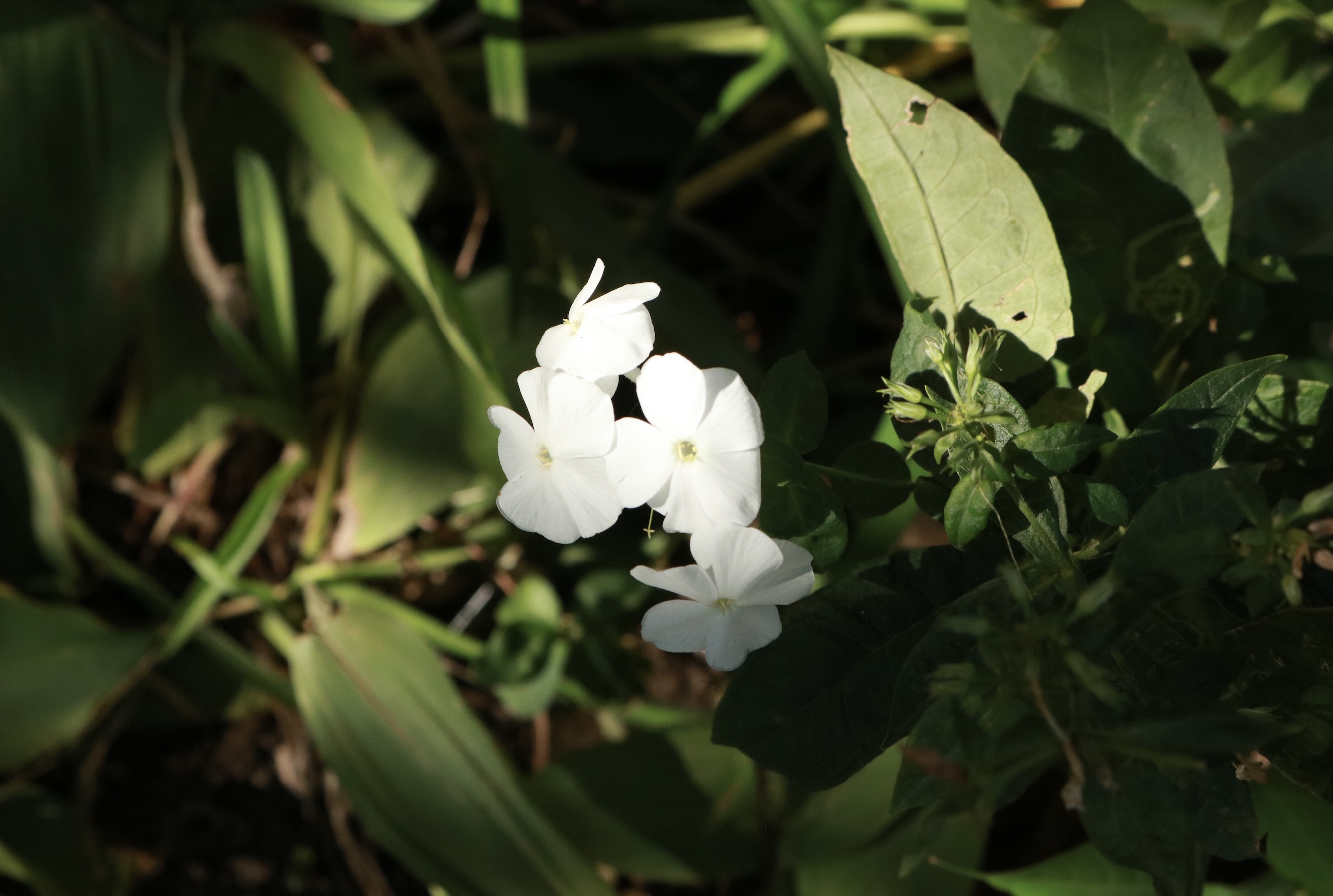 A Moment of Bloom