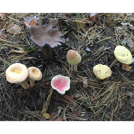 Mushroom Field Study