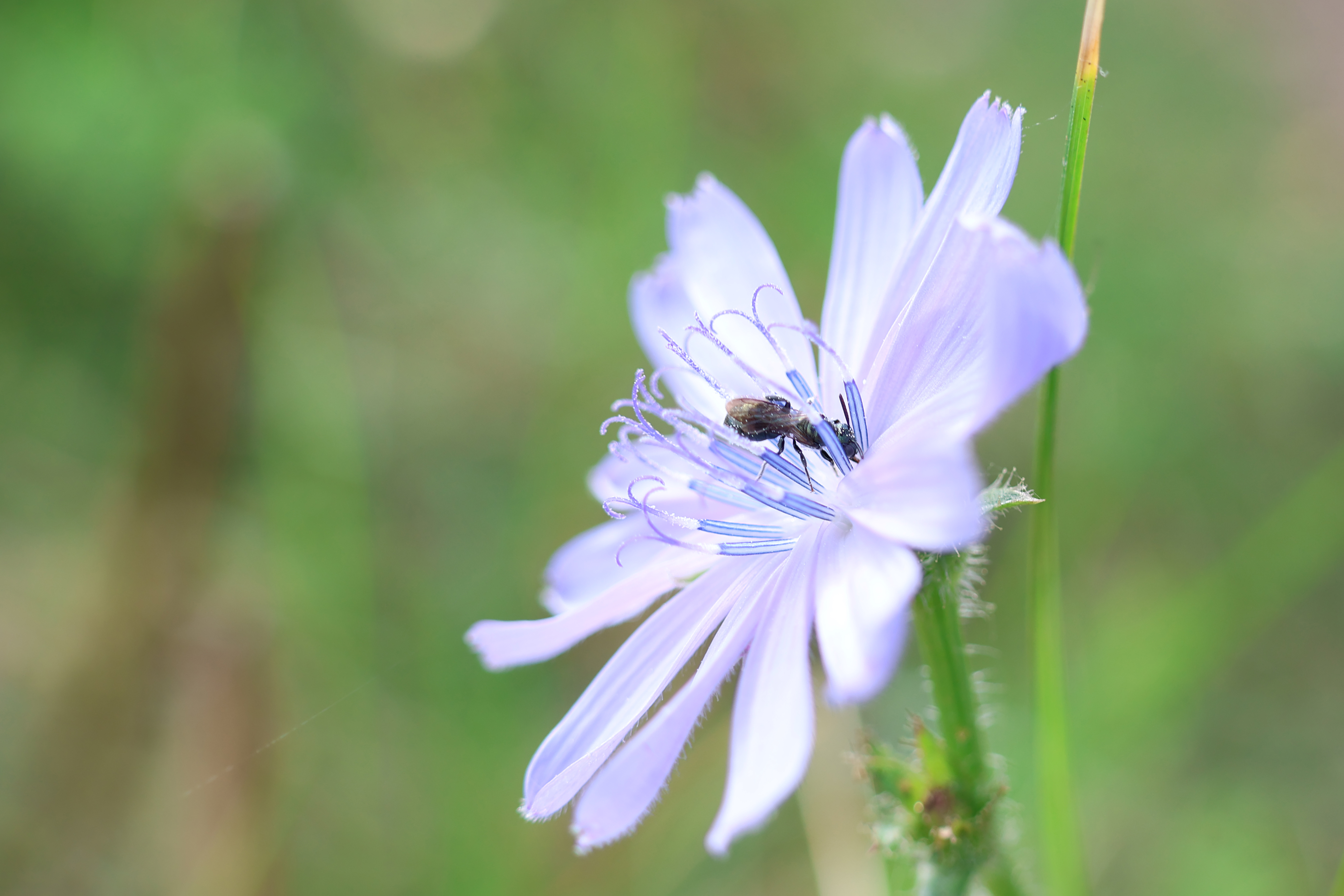 Sweat Bee