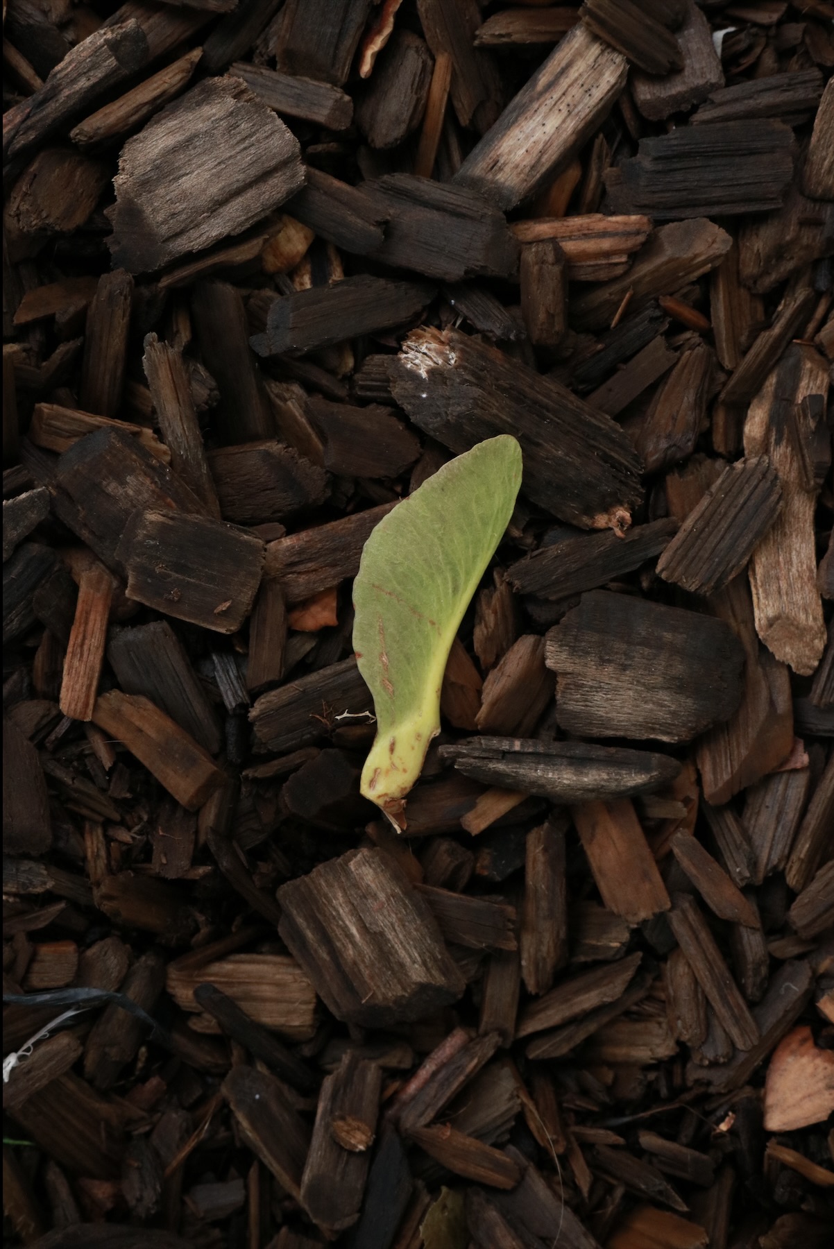 What Remains Alive