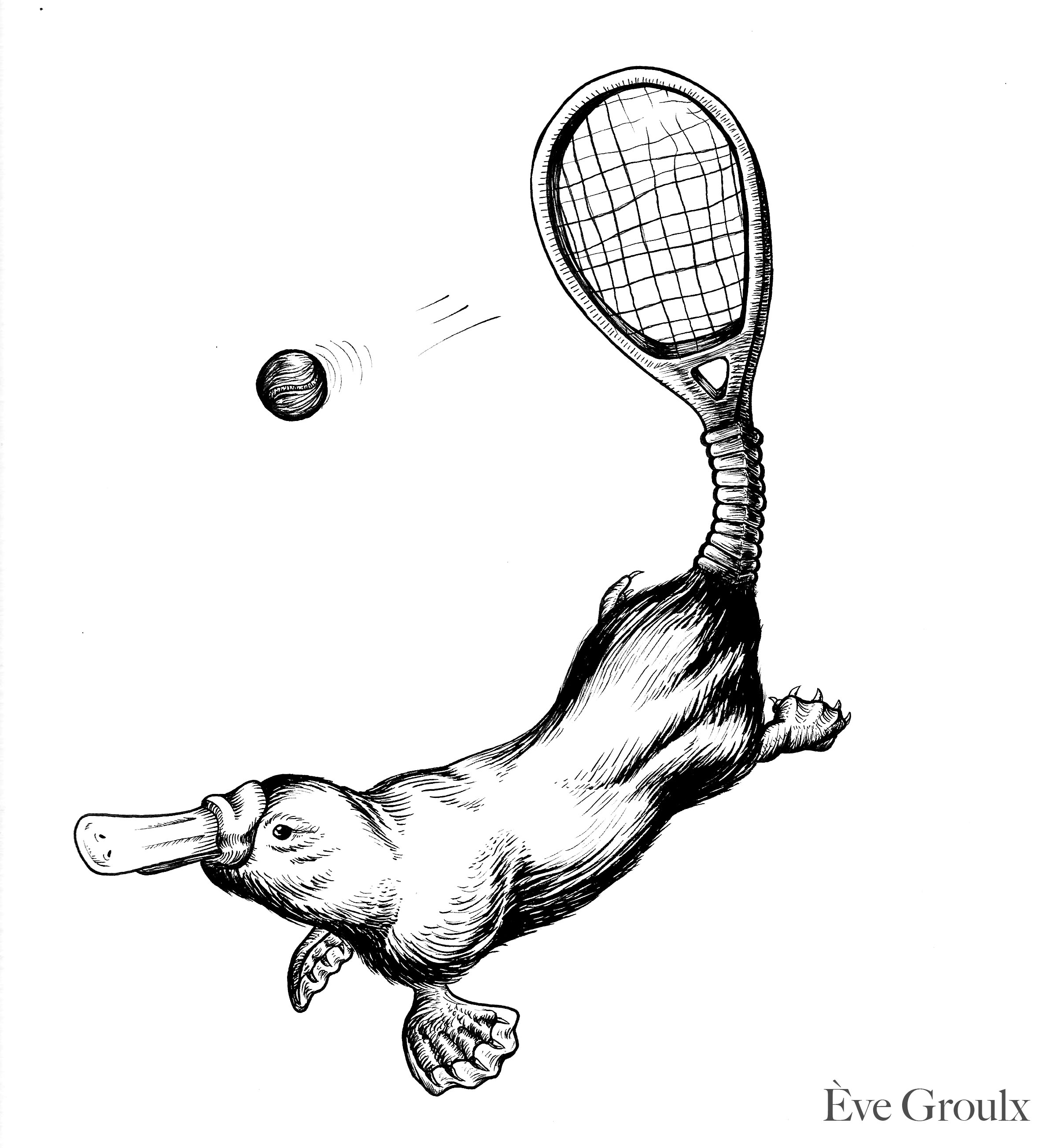 Specimen P: Platypus with Racquet Tail