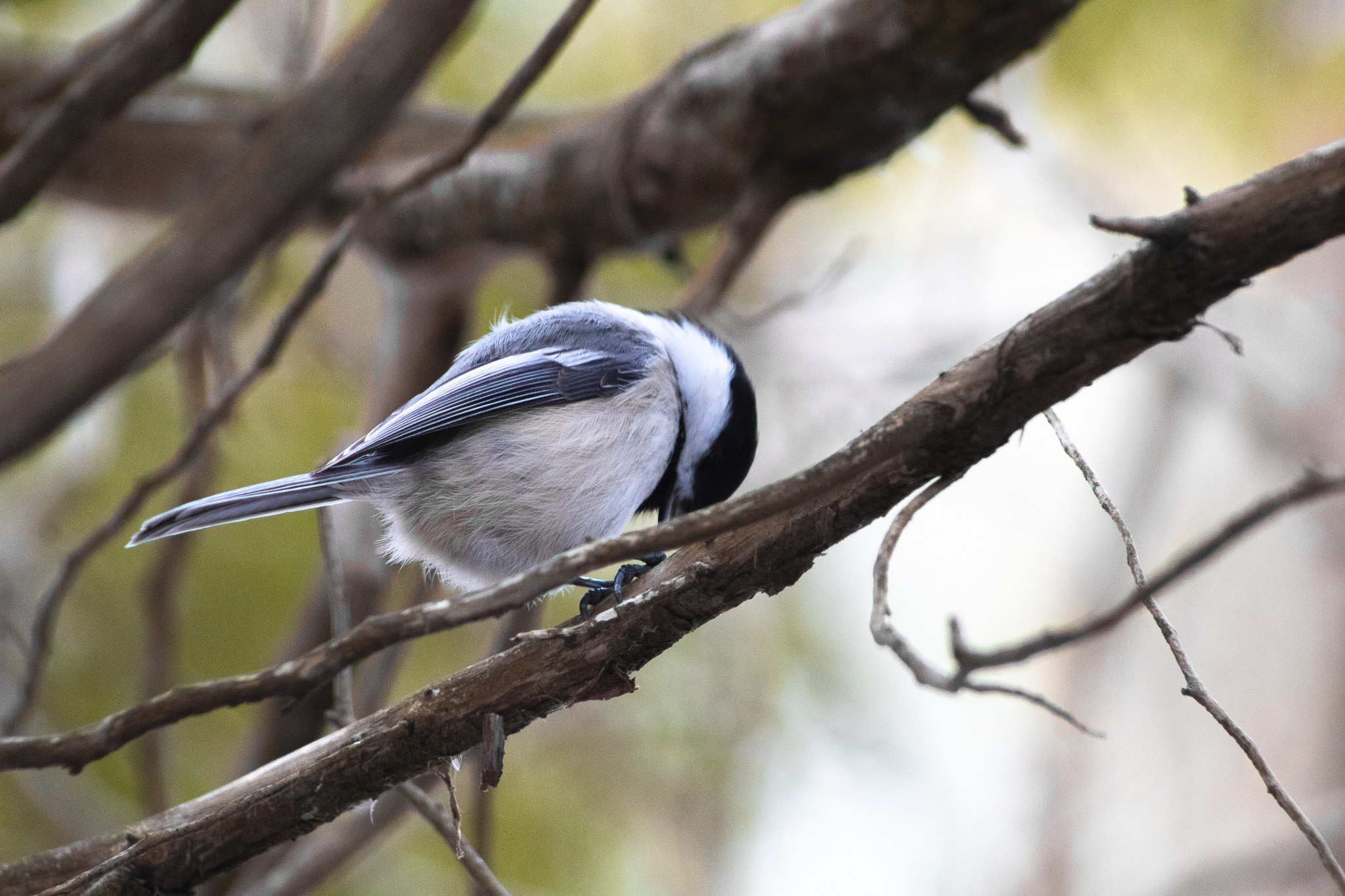 Early Spring Chickadees