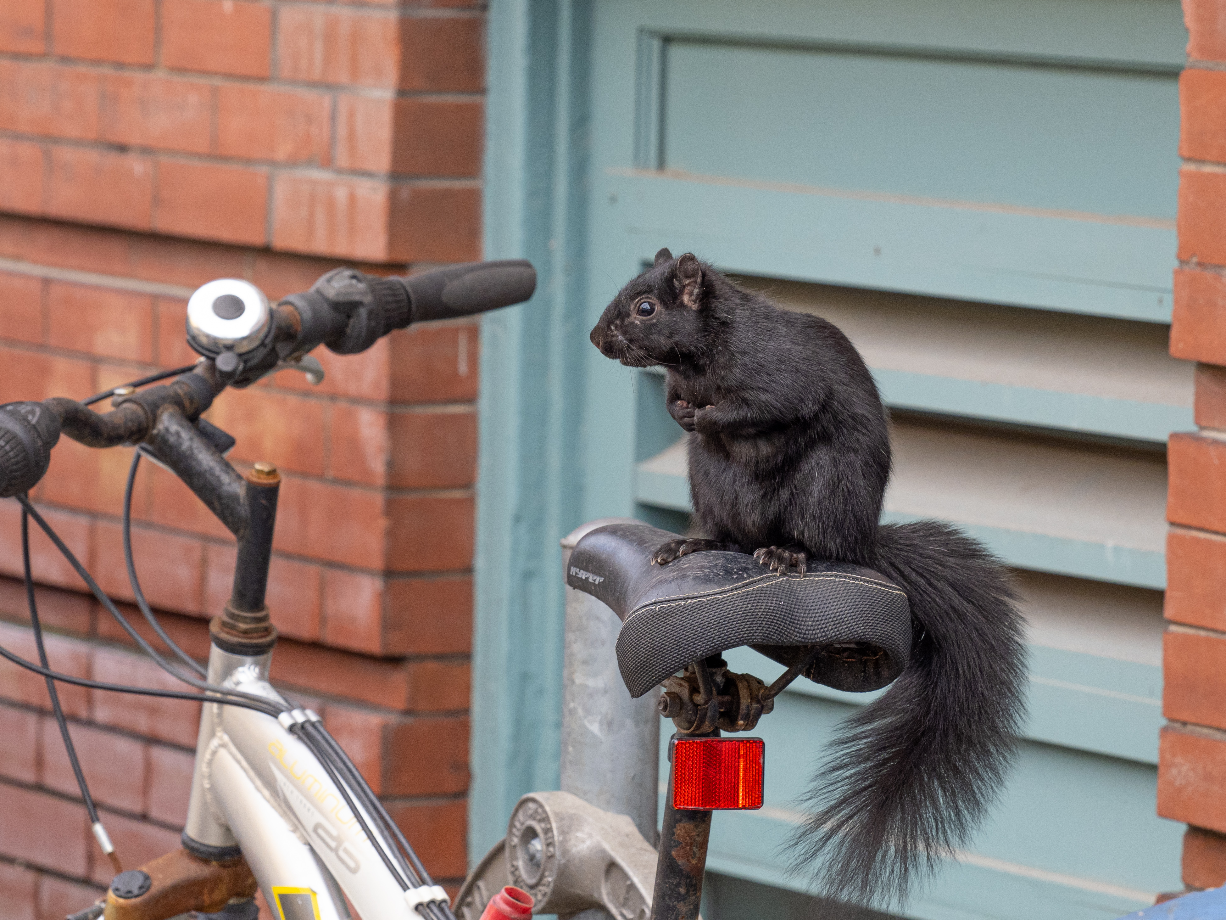 In Our Own Backyards