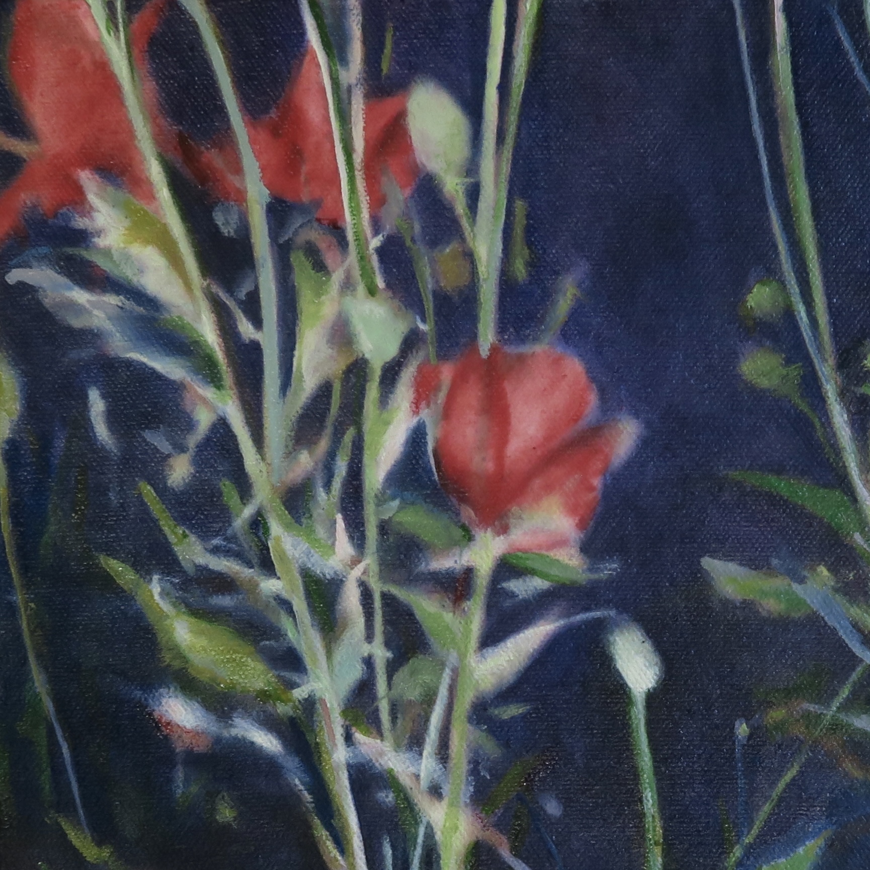 tulip