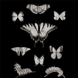 Illustrations for Fun