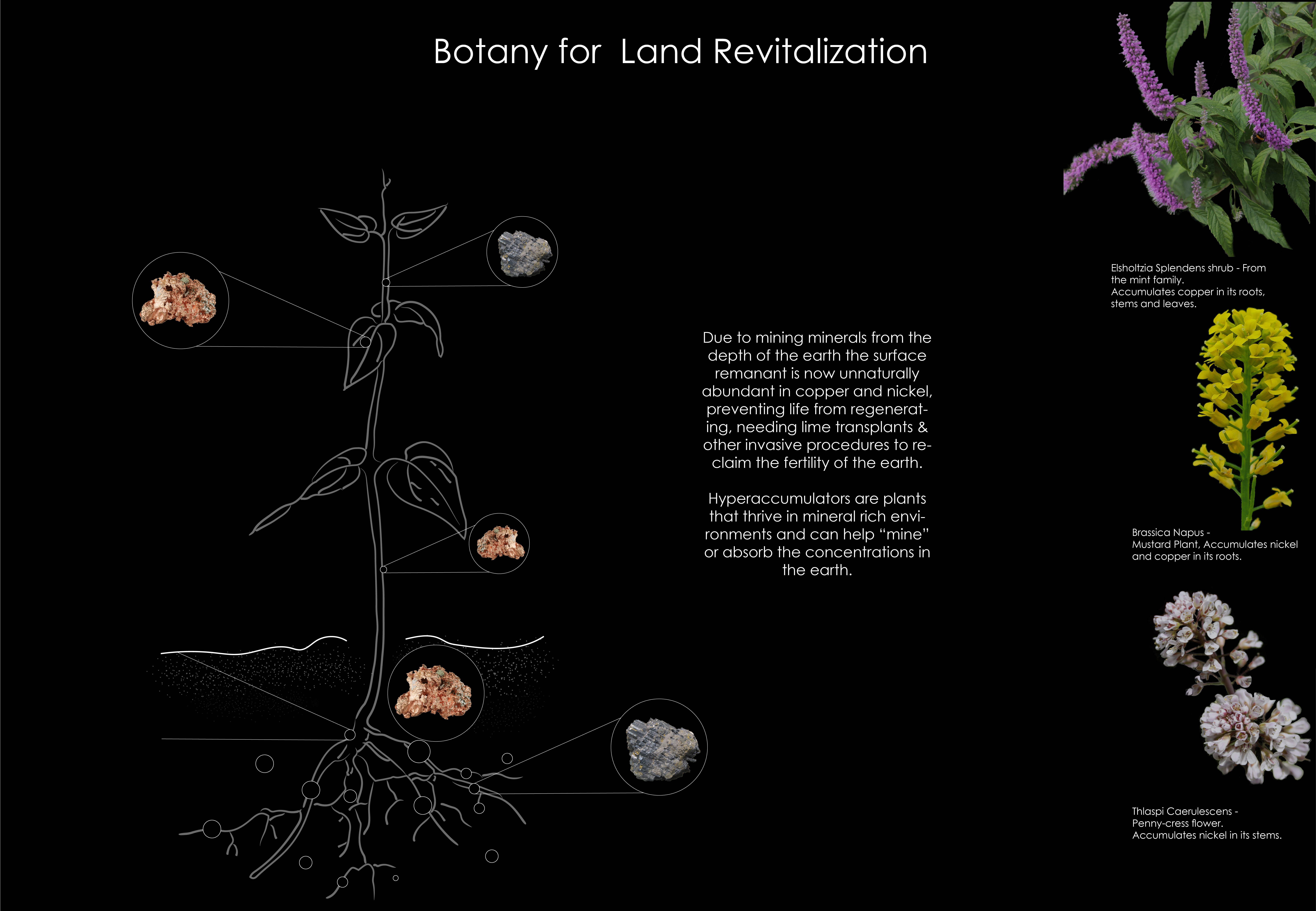Botany for Land Revitalization