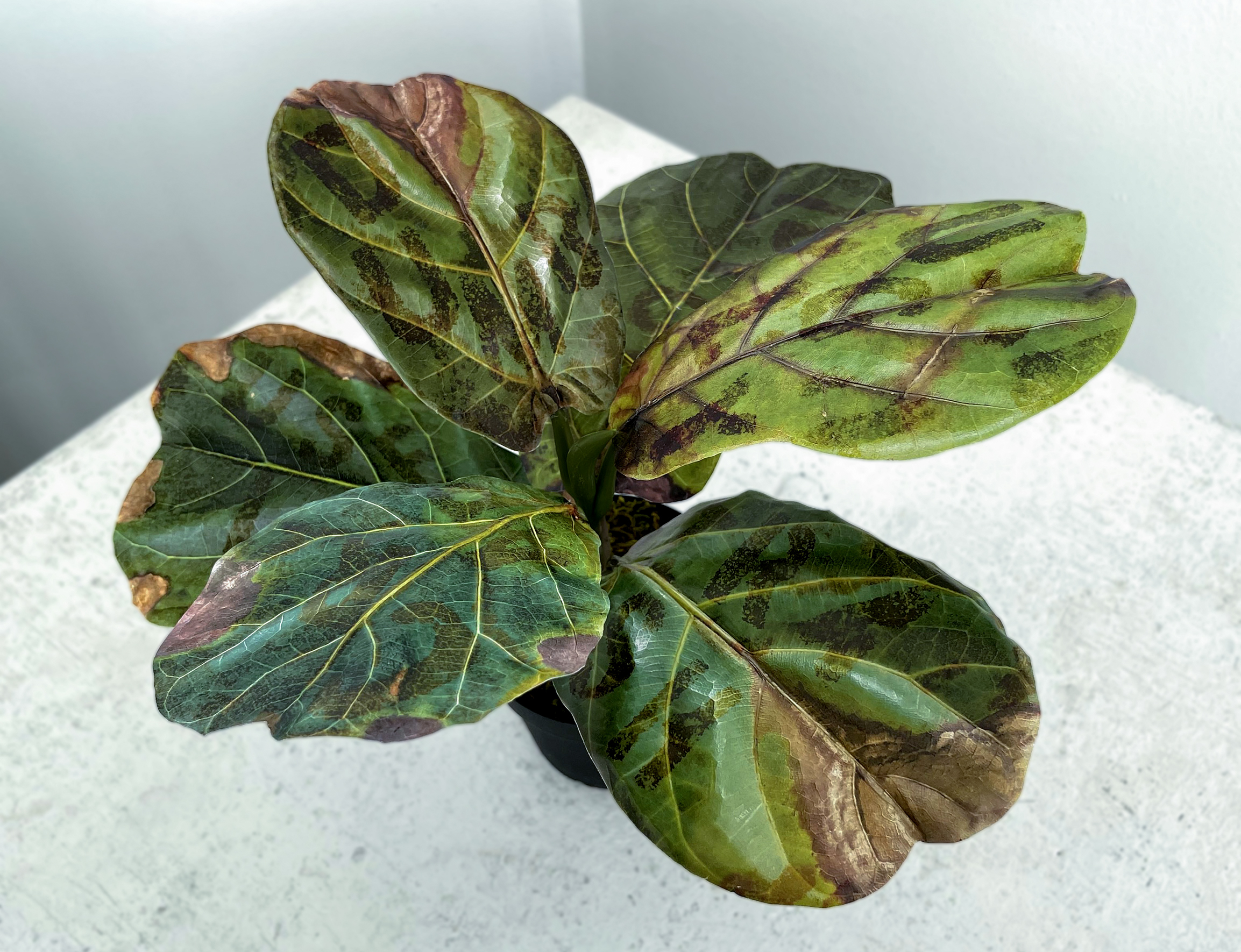 Verbally Abusive Infection