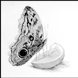 Illustrations for Fun