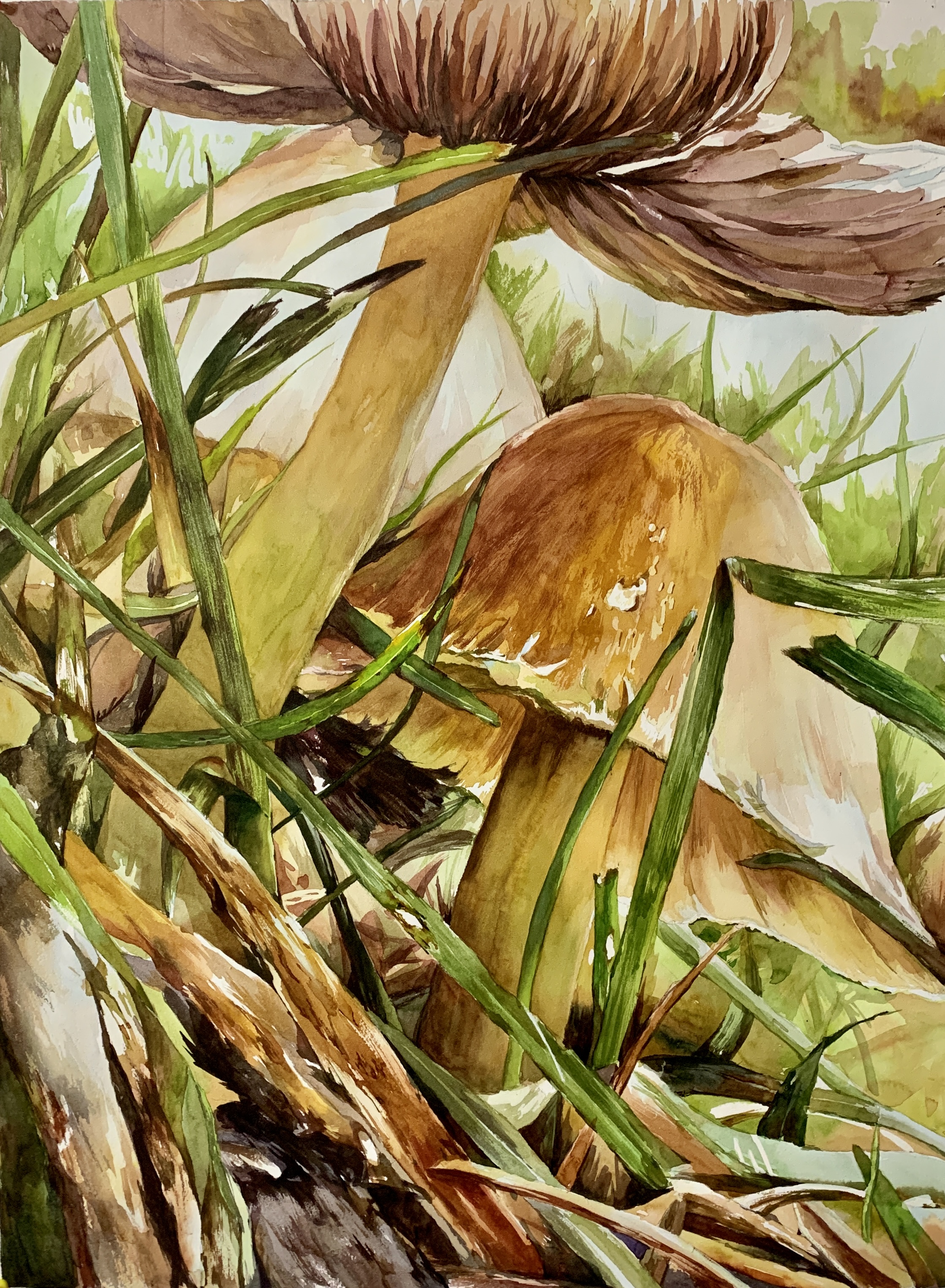 Nature's Gestures - Mushrooms Series