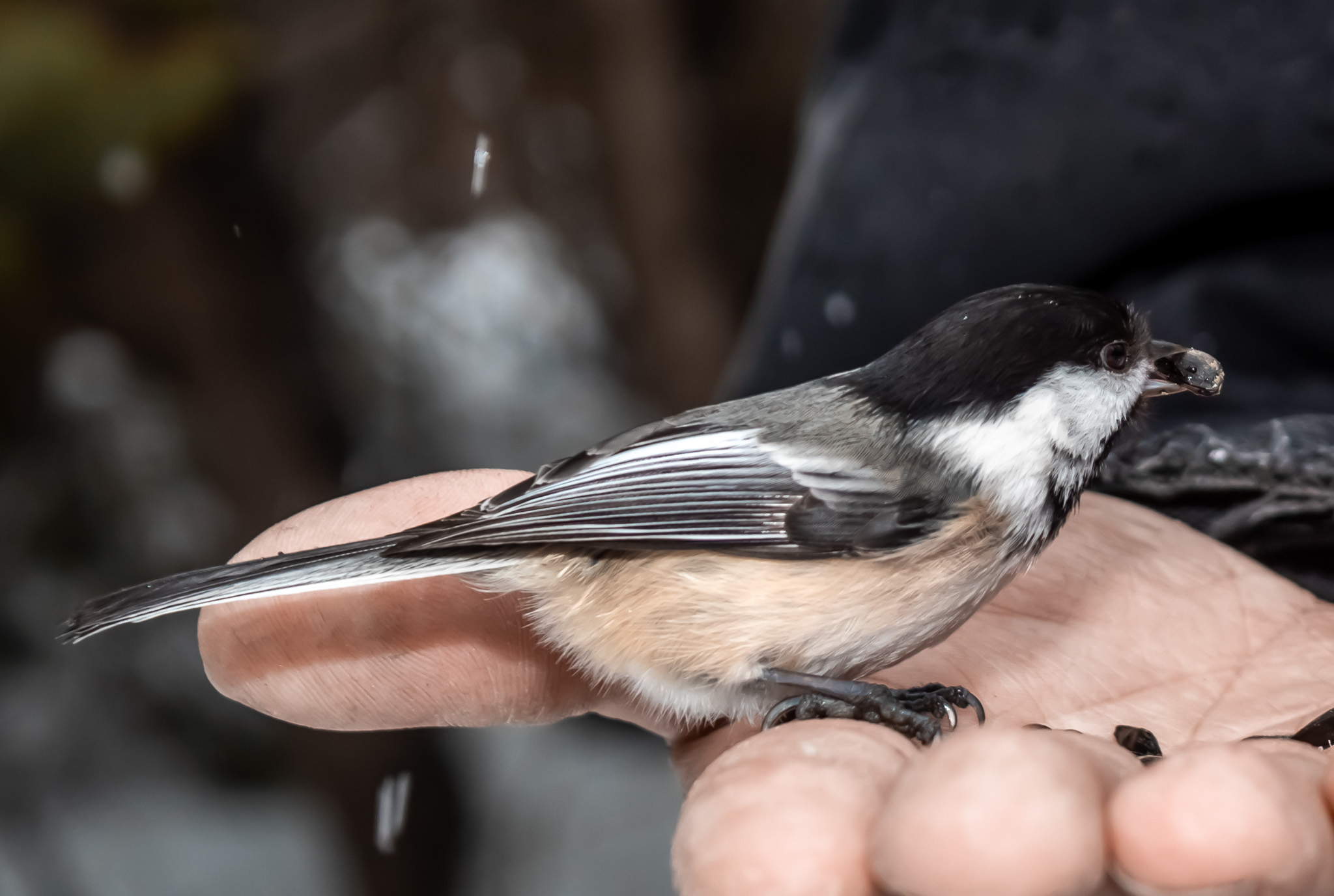 Early Spring Chickadees