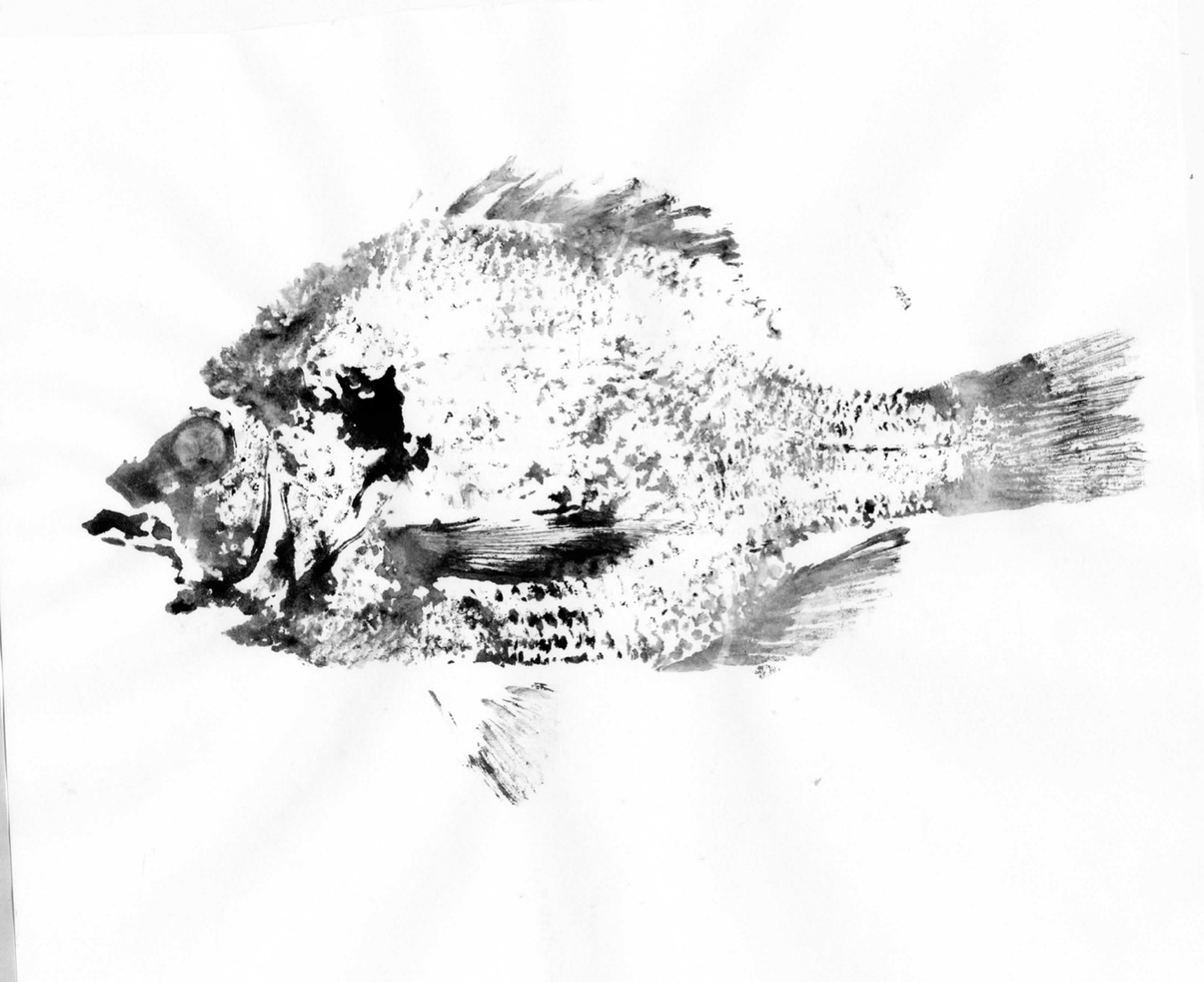 Fish Prints