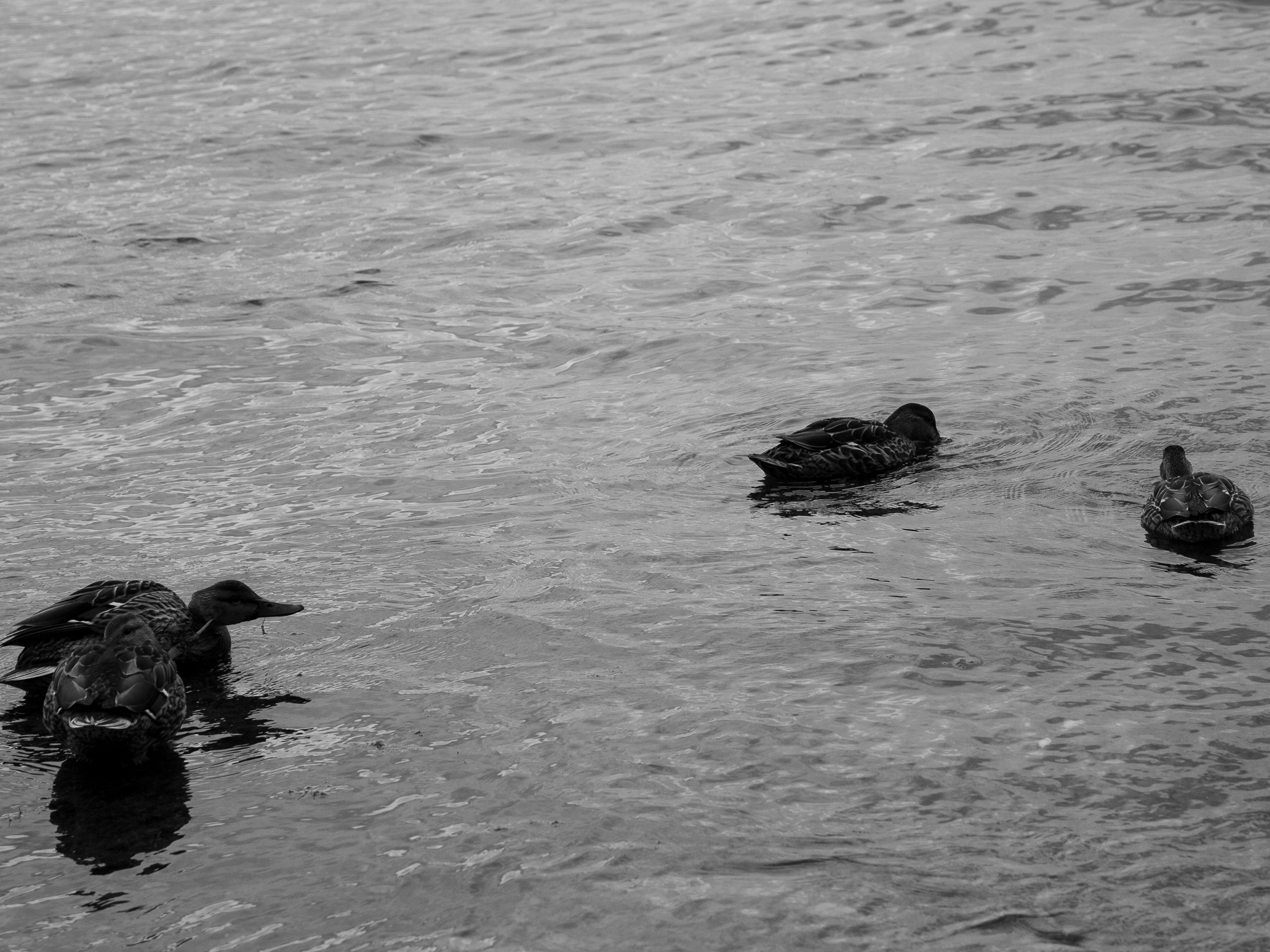 Meet with Nobody on the Dune