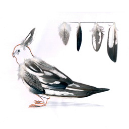 Illustrations for Fun