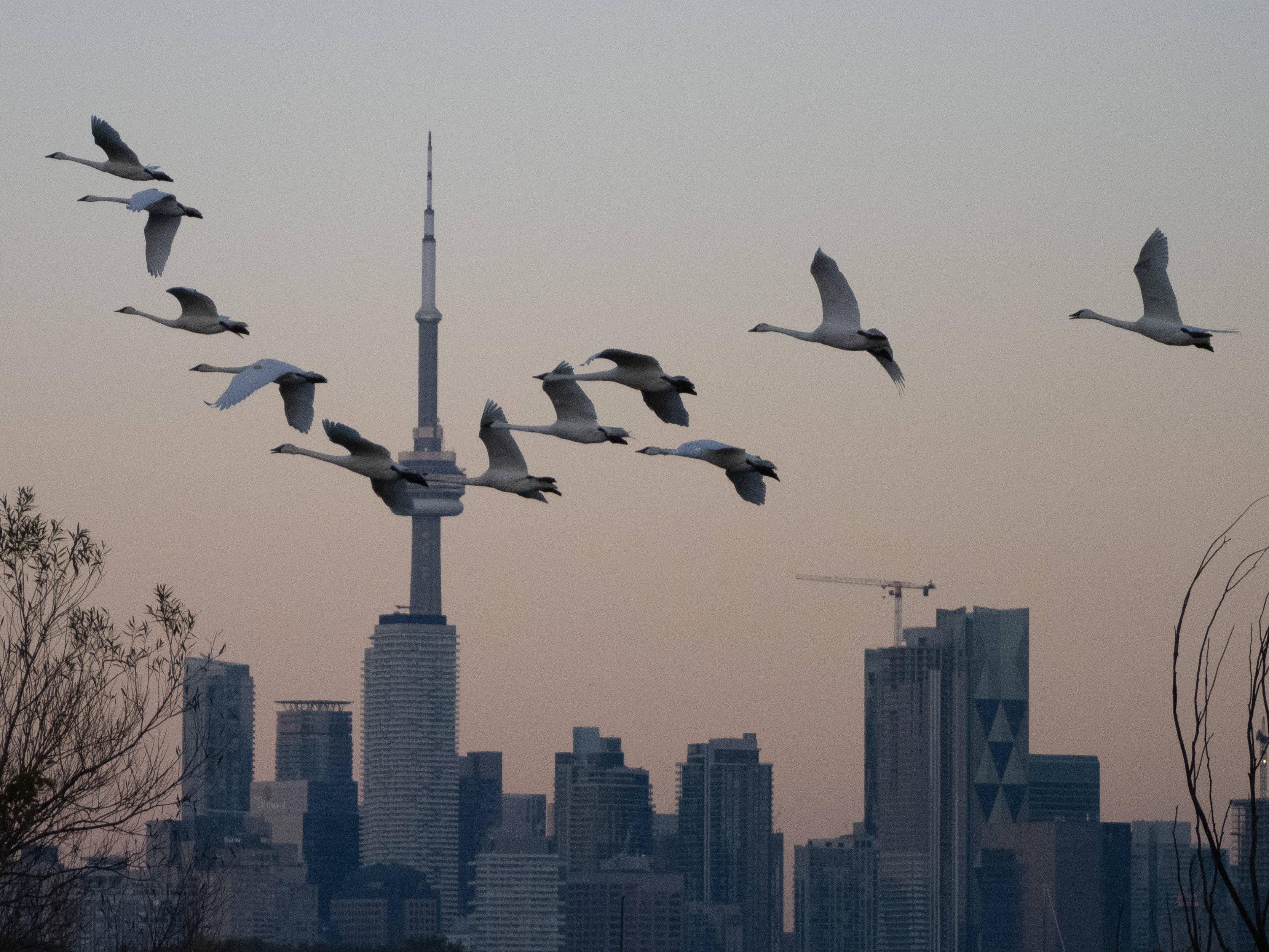 In Our Own Backyards