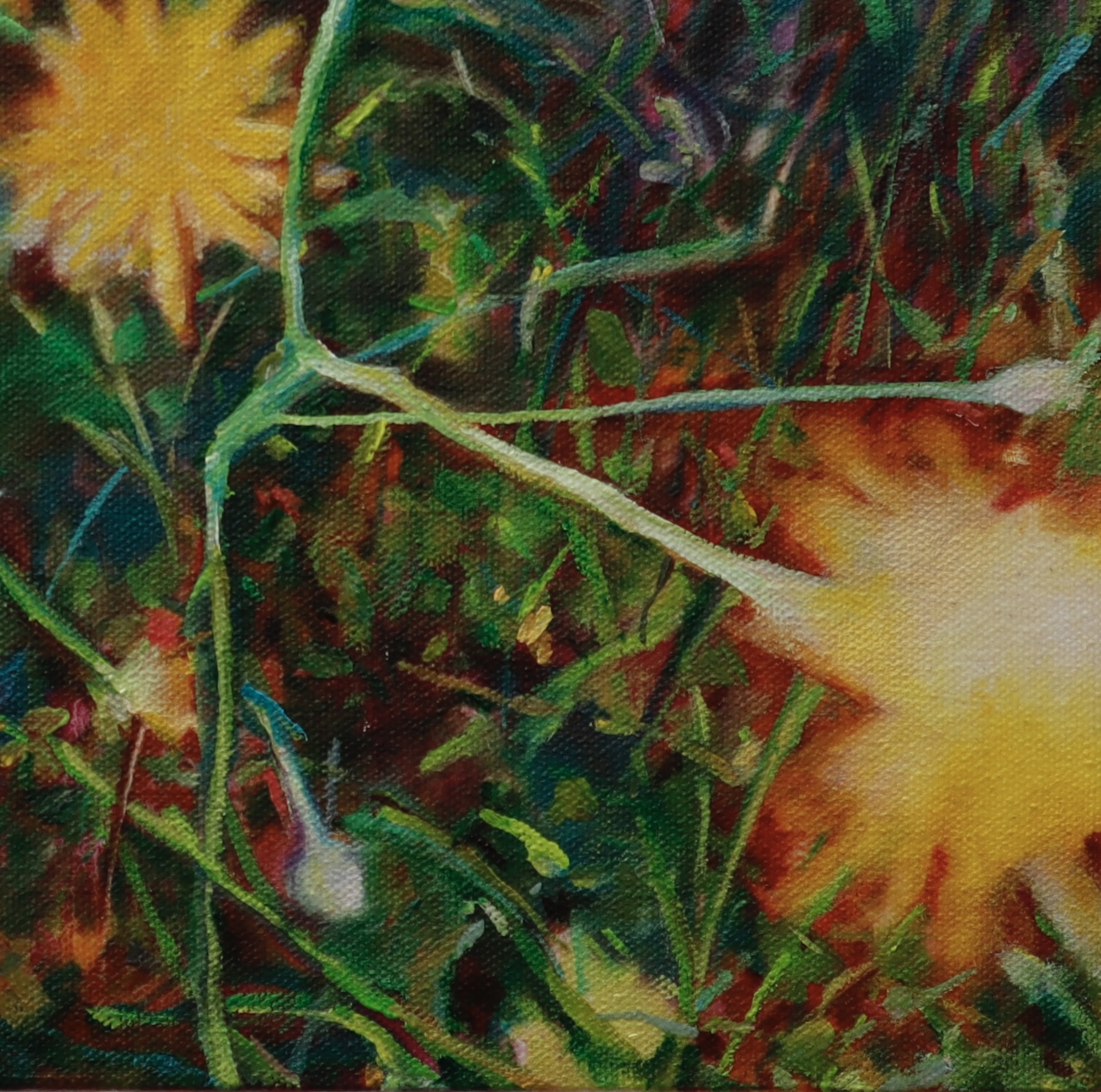 Dandelion (a lot to offer)