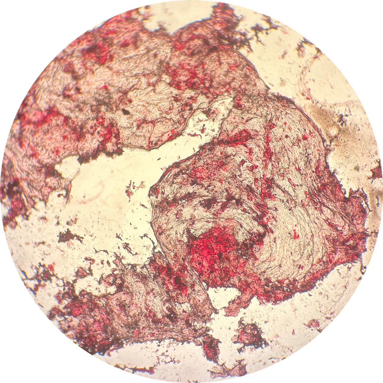 Cheek Swab at 40x Magnification