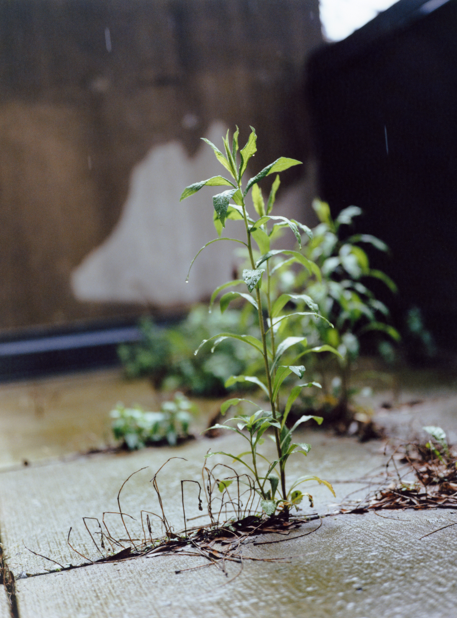 Untitled from Lüften (Weeds), chromogenic print, 2025.