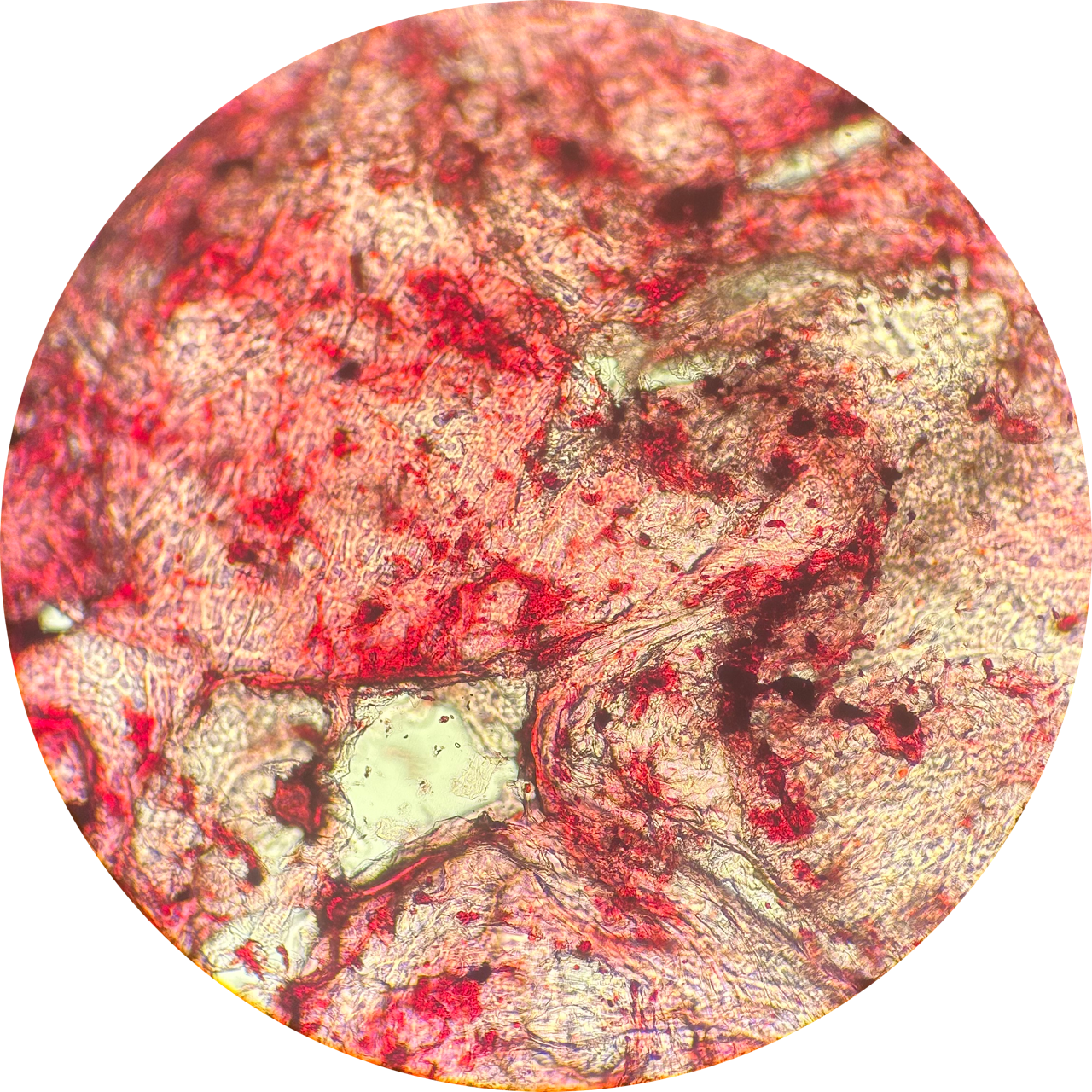 Cheek Swab at 400x Magnification
