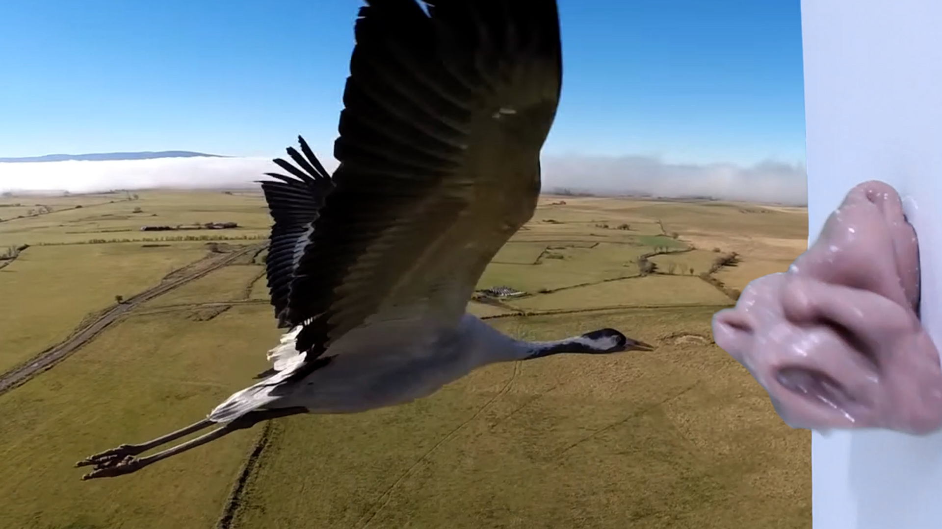 Still Images from "Of Love and Flight"