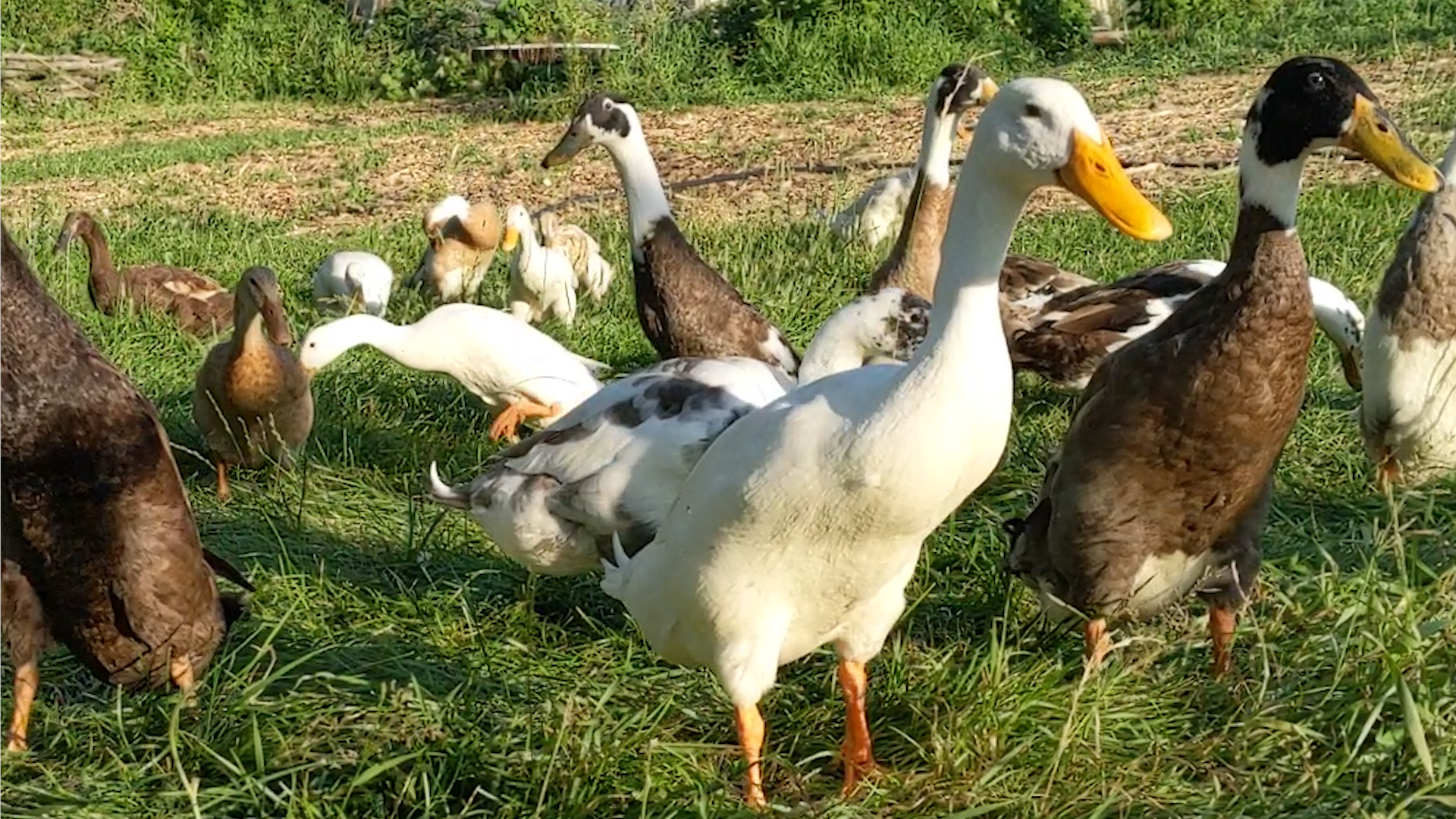 What does a garden know?