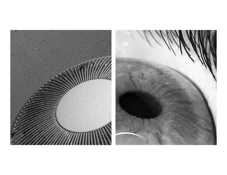 Explorations of Biomimicry and Relationally