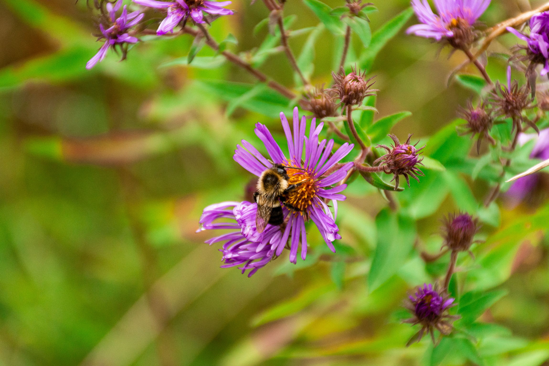 Rouge National Urban Park