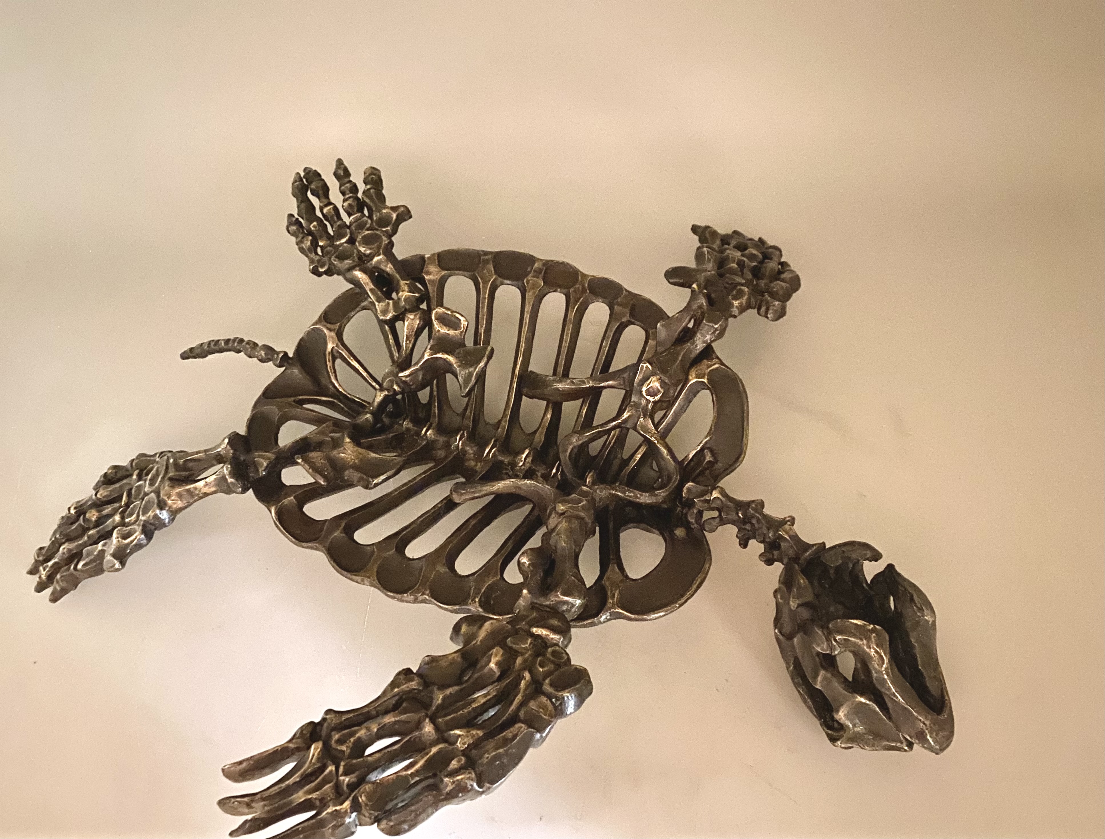Sea Turtle Skeleton