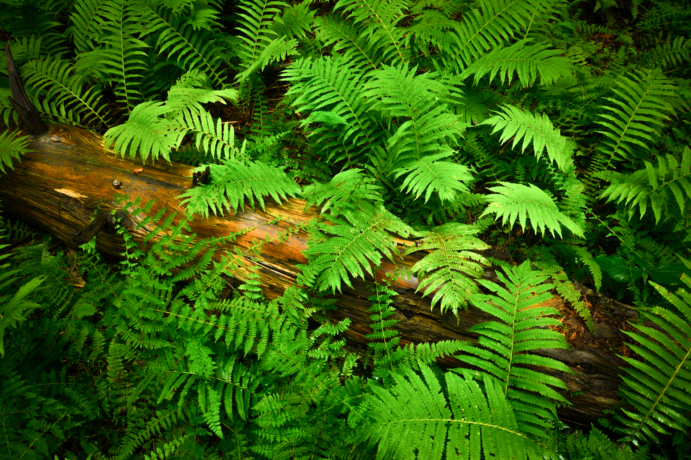 Rouge National Urban Park