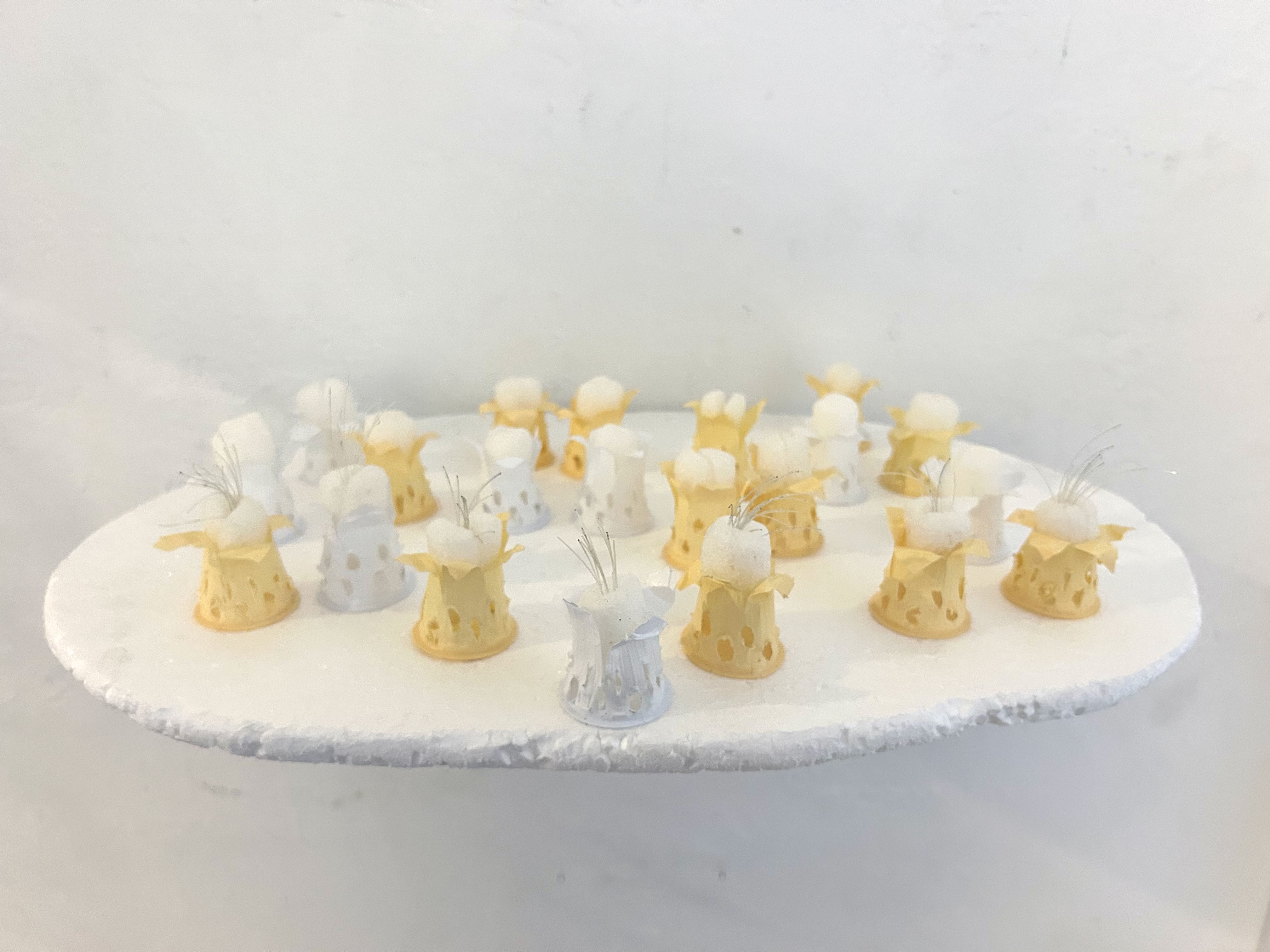 Amphibalanus creamus and Amphibalanus milkidae