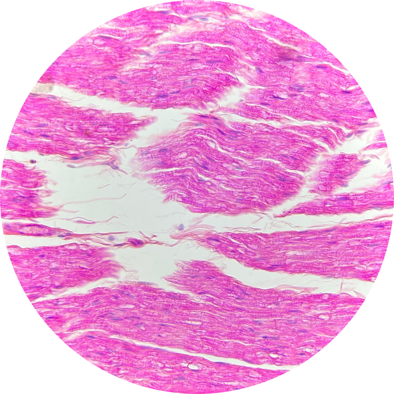 Nerve (Mammalian) at 400x Magnification, 93-3651