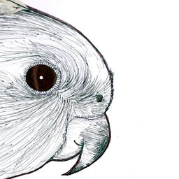 Illustrations for Fun