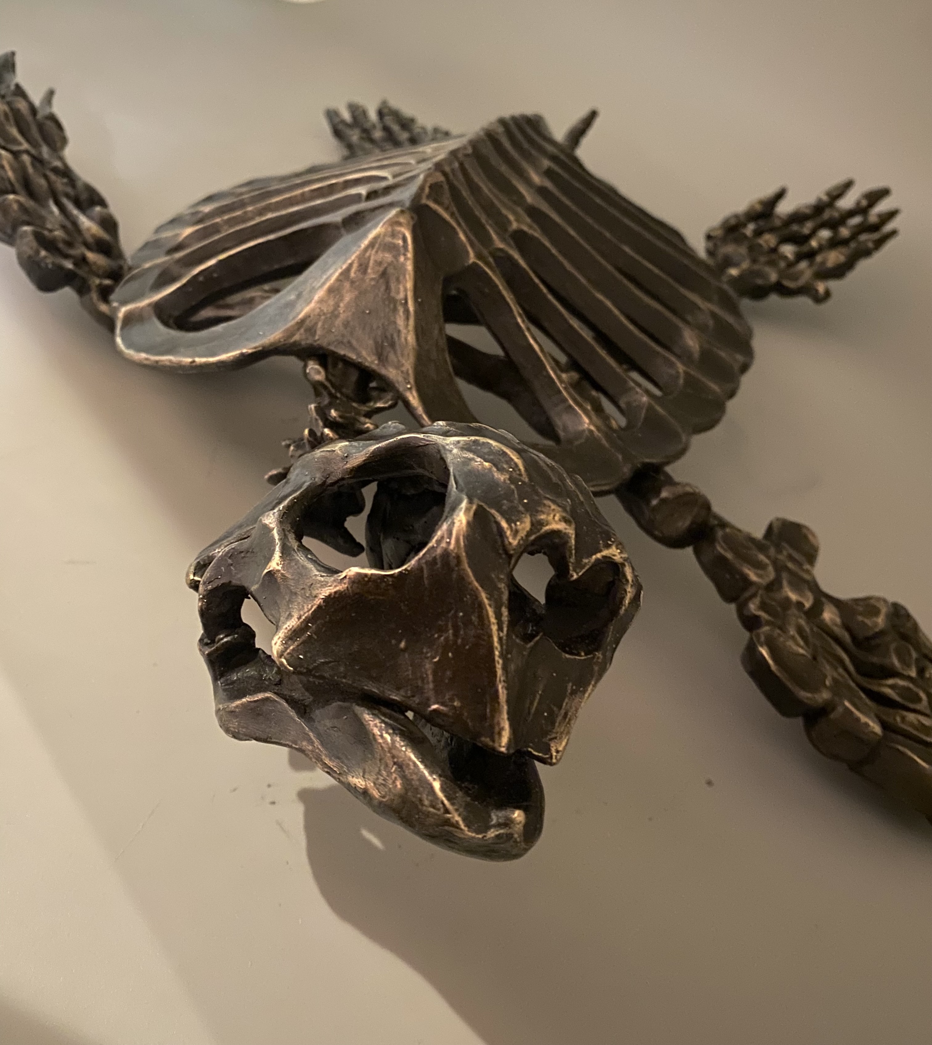 Sea Turtle Skeleton