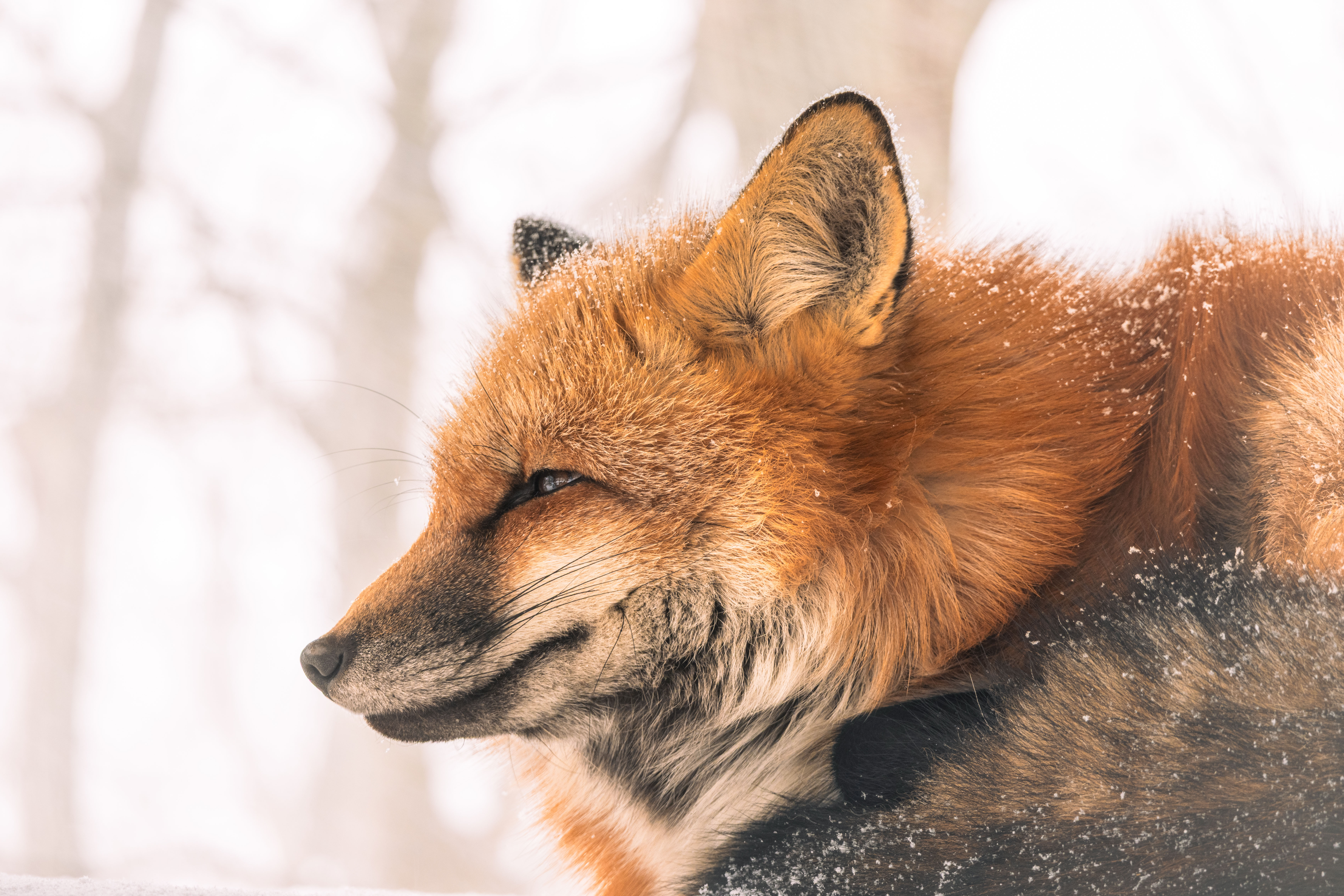 Red Fox