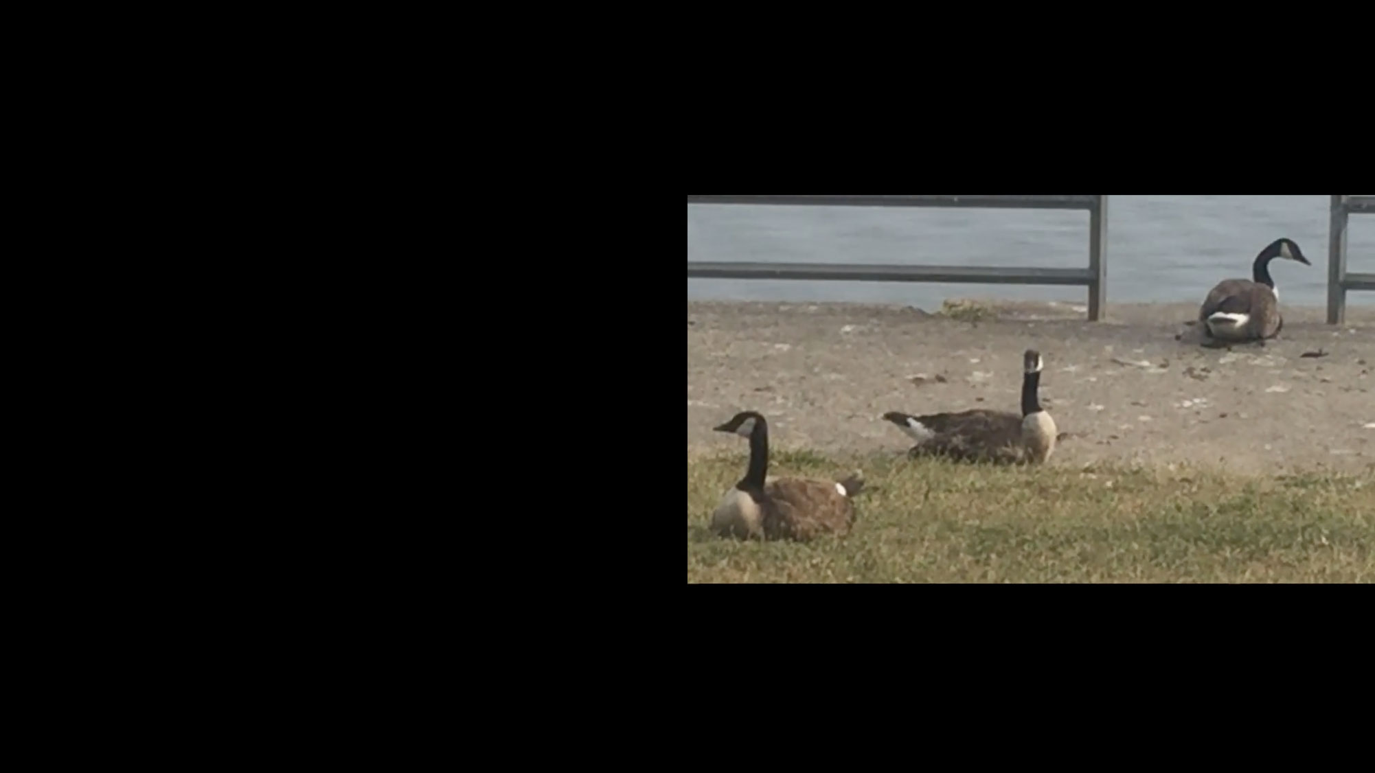 For Bike Bells with XC98