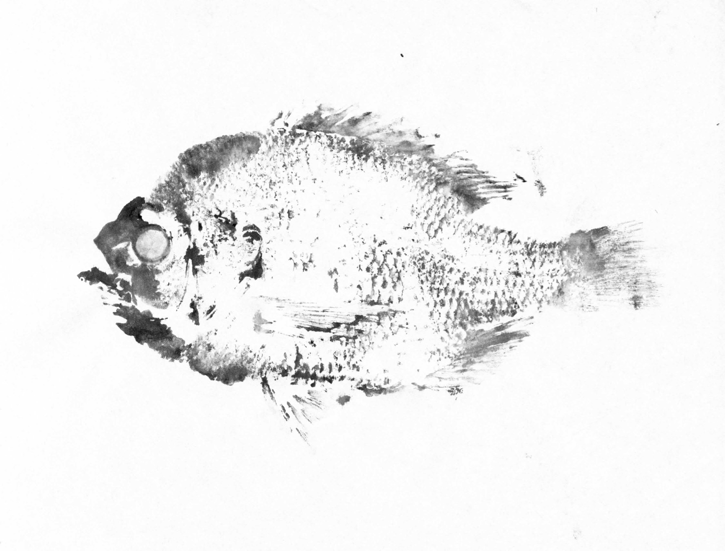 Fish Prints