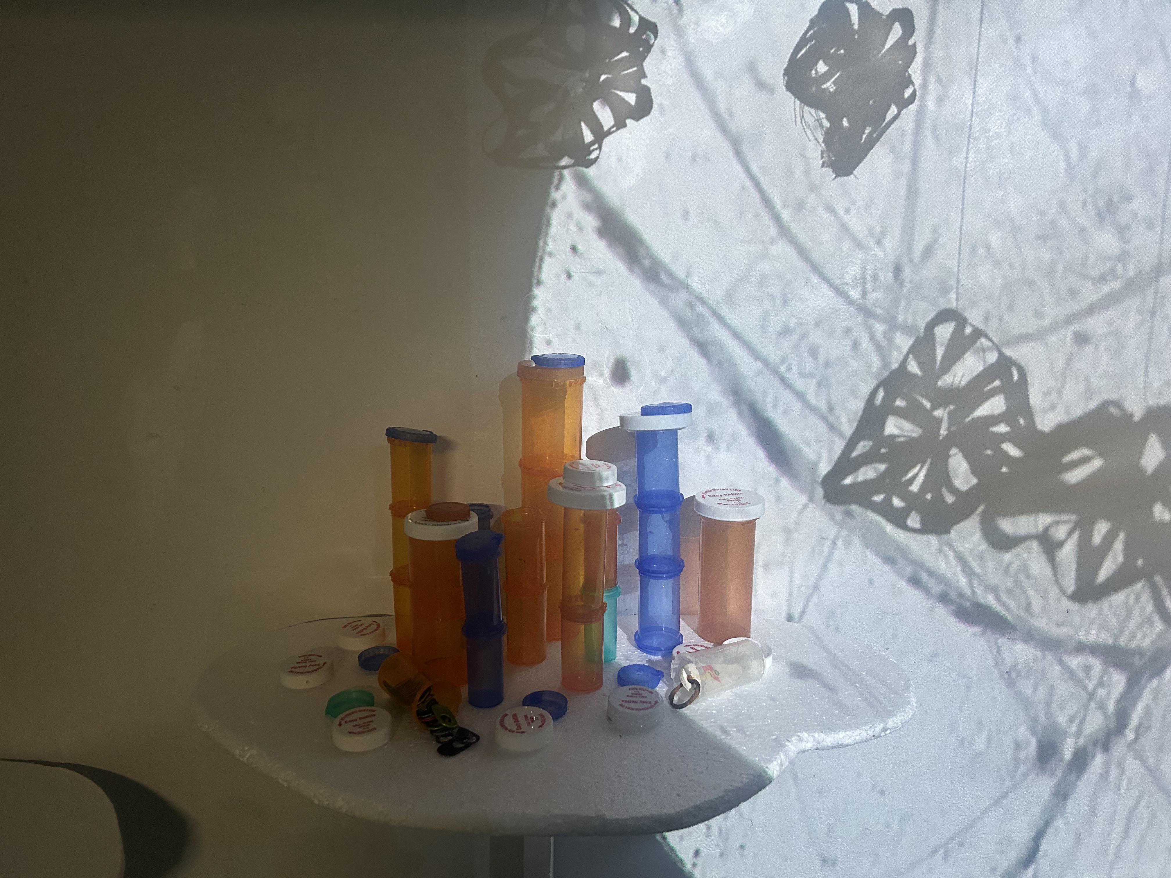 Pachycerianthus remedium, photo by Stefania Capobianco