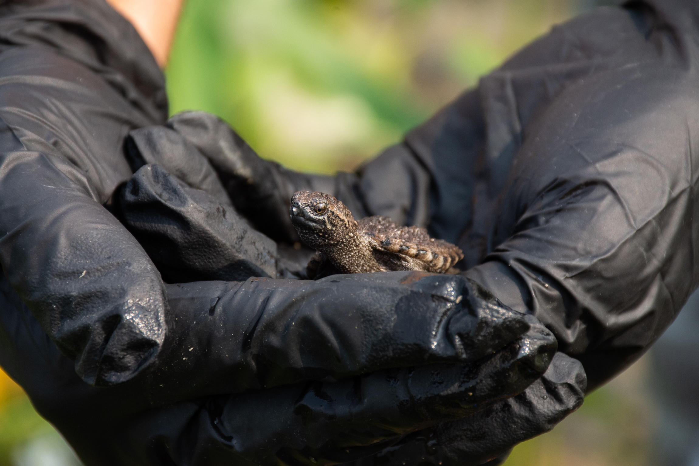 Rouge National Urban Park