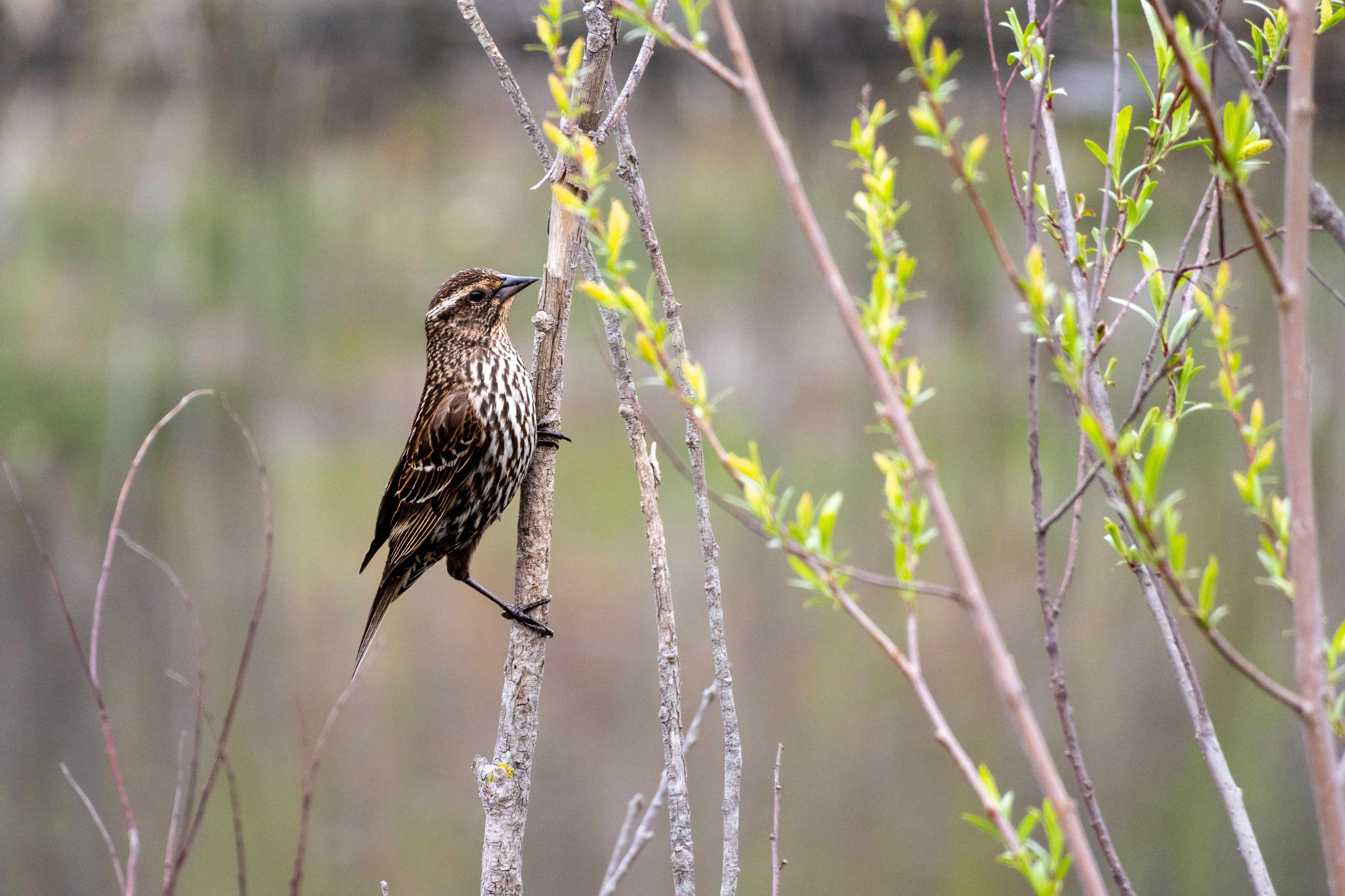 Female Red-winged Blackbird