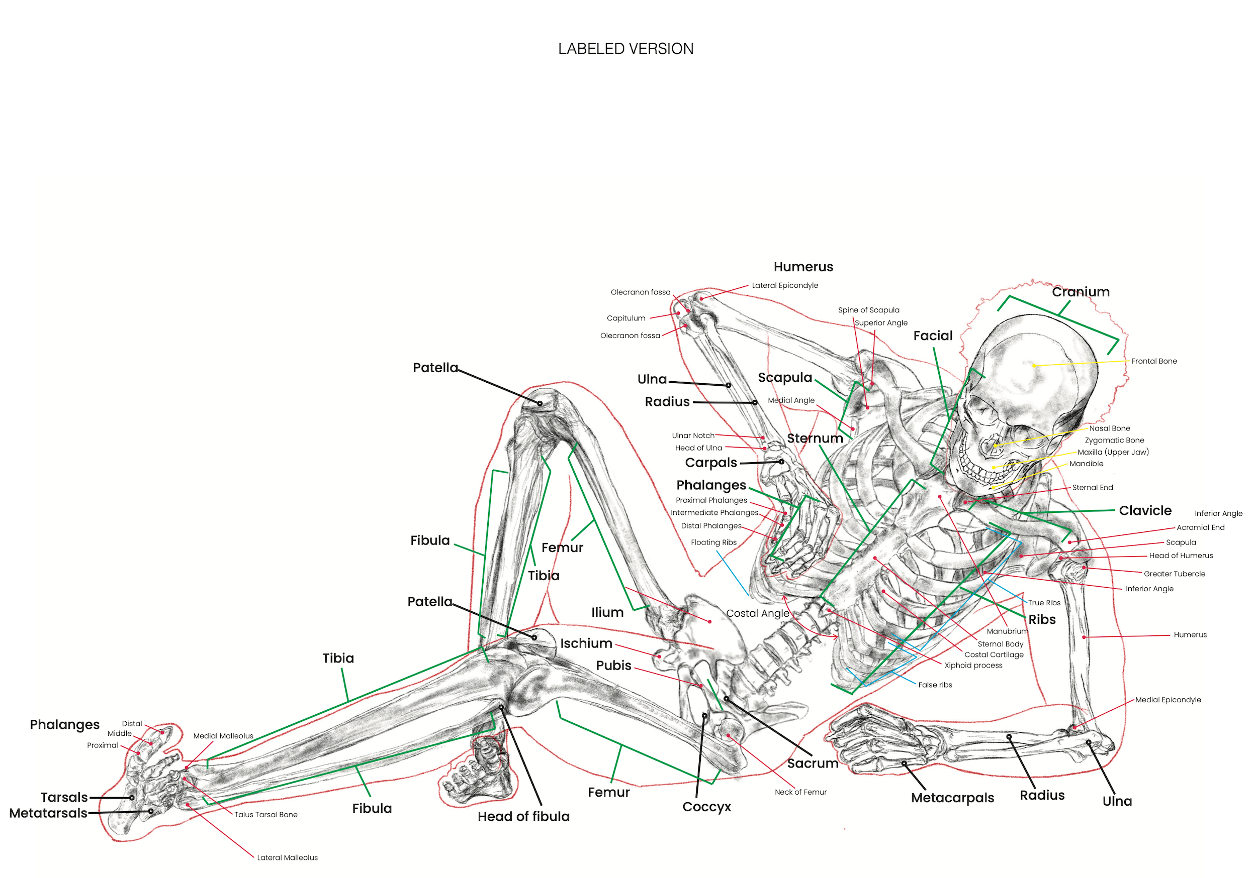 ¹² Skeletal & MSK Analysis