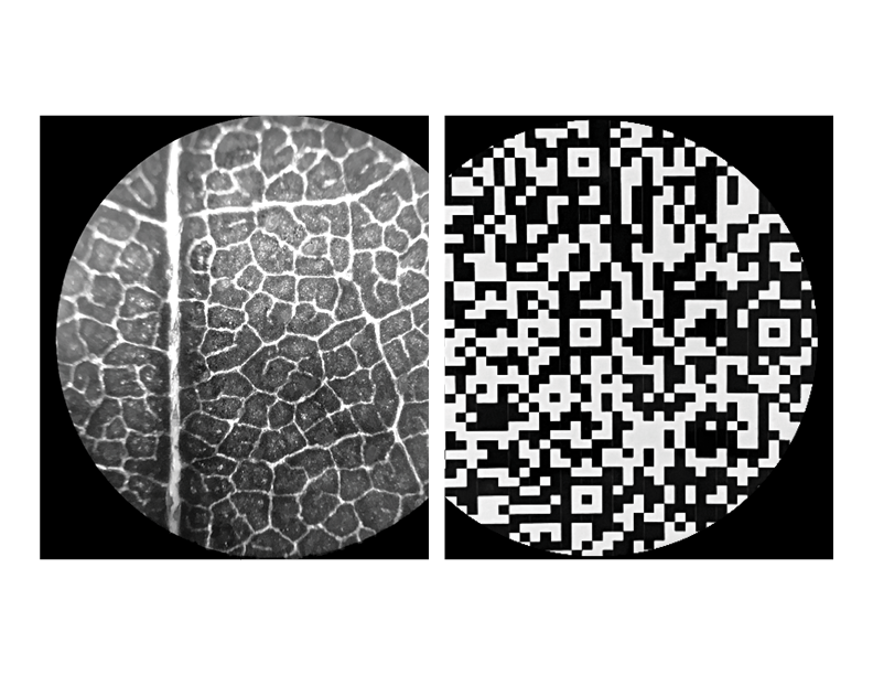 Explorations of Biomimicry and Relationally