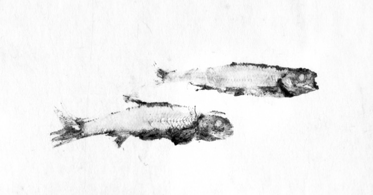Fish Prints
