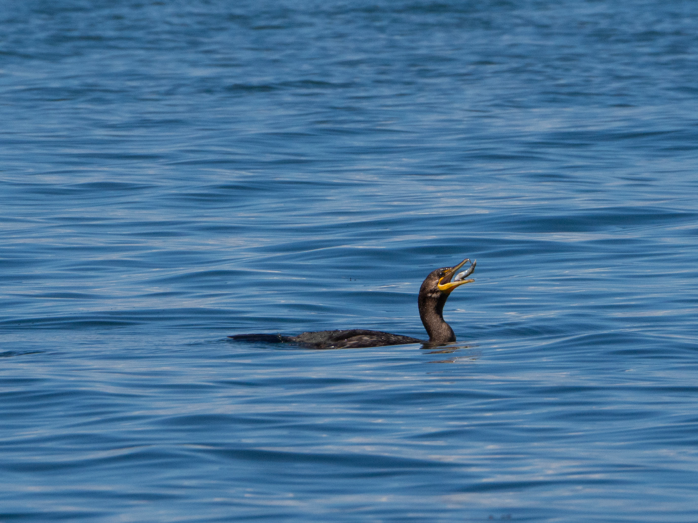 In Our Own Backyards