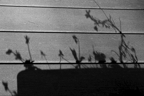 ▐  Light & Shadow ▐