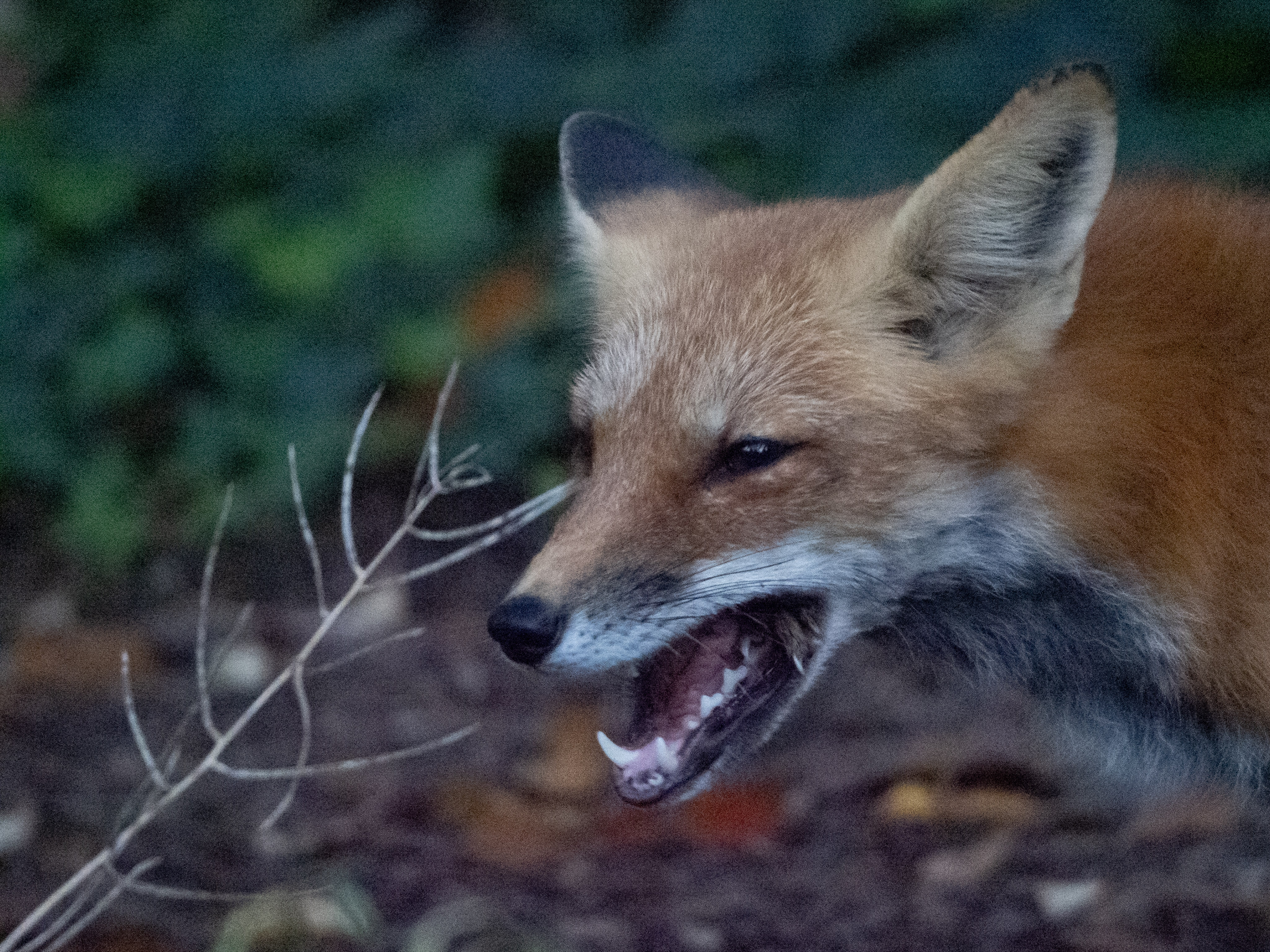 In Our Own Backyards