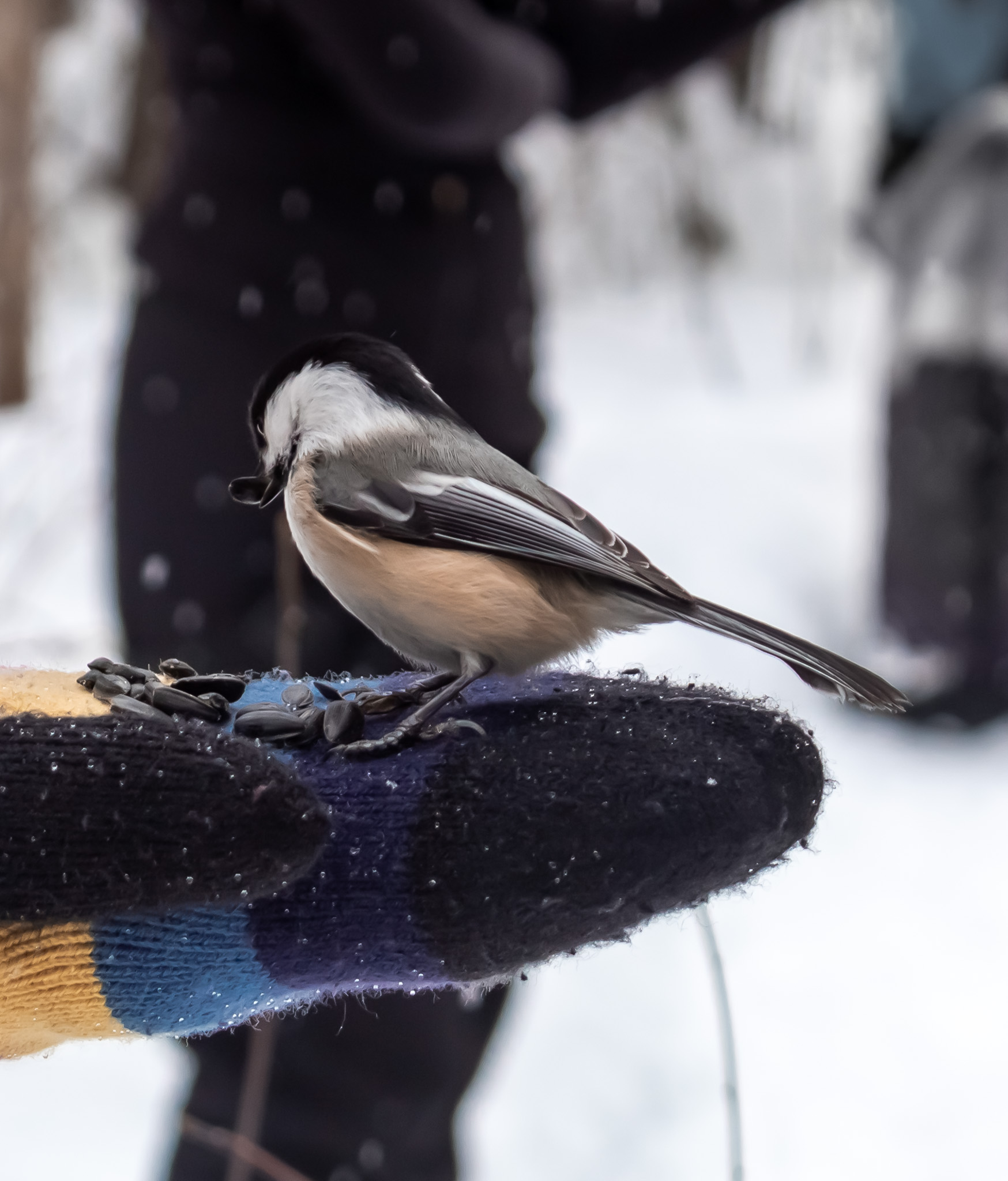 Early Spring Chickadees