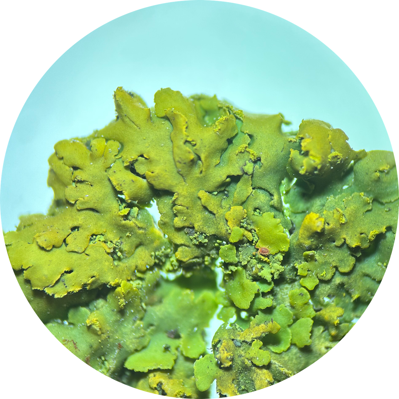 Lichen Thallus at 20x Magnification