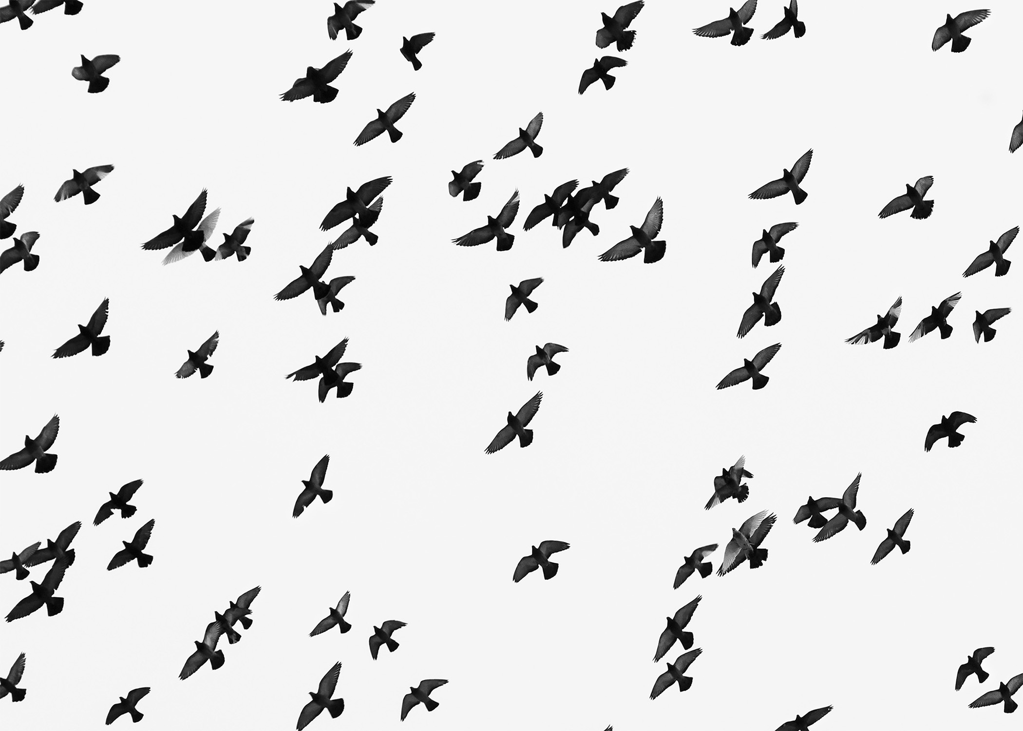 Sullivan Street, Pigeon